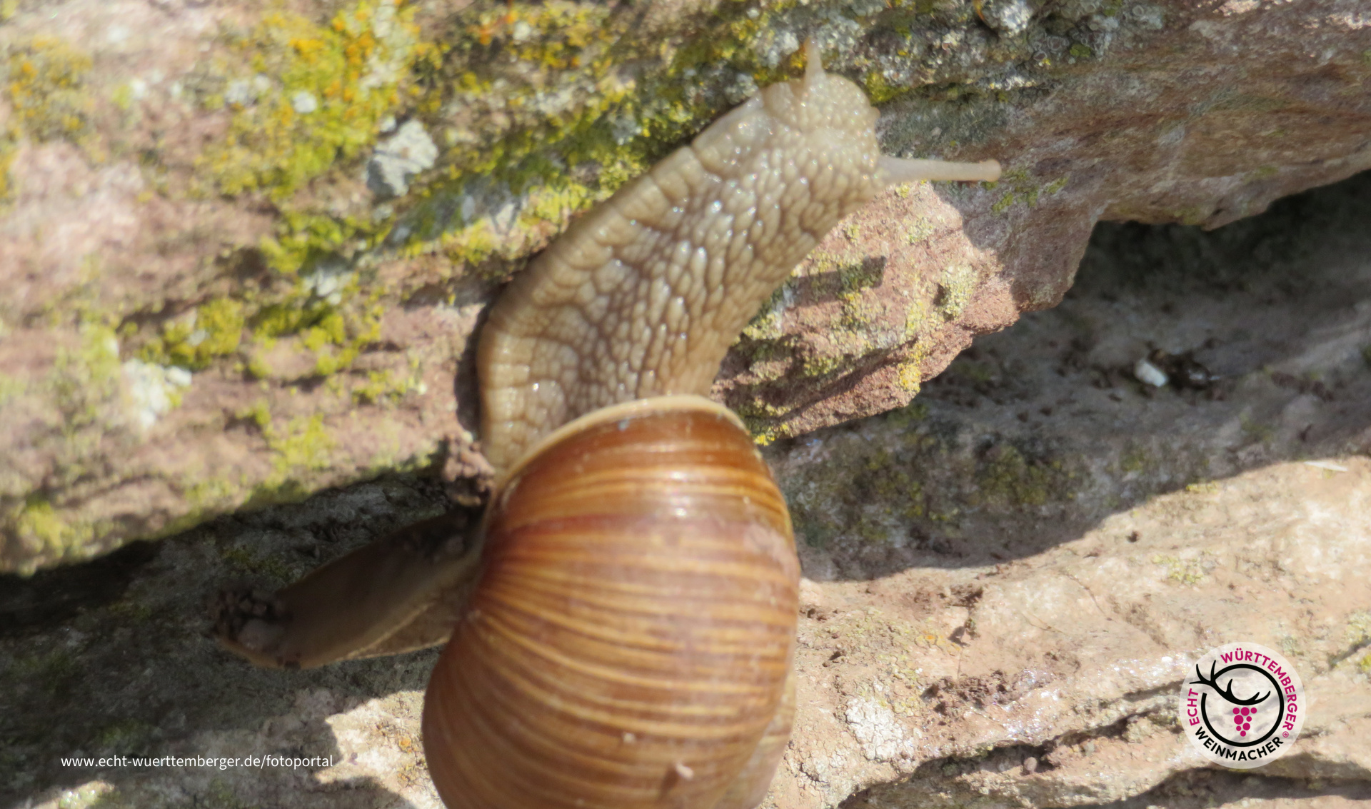 Weinbergschnecke erklimmt Weinbergmauer