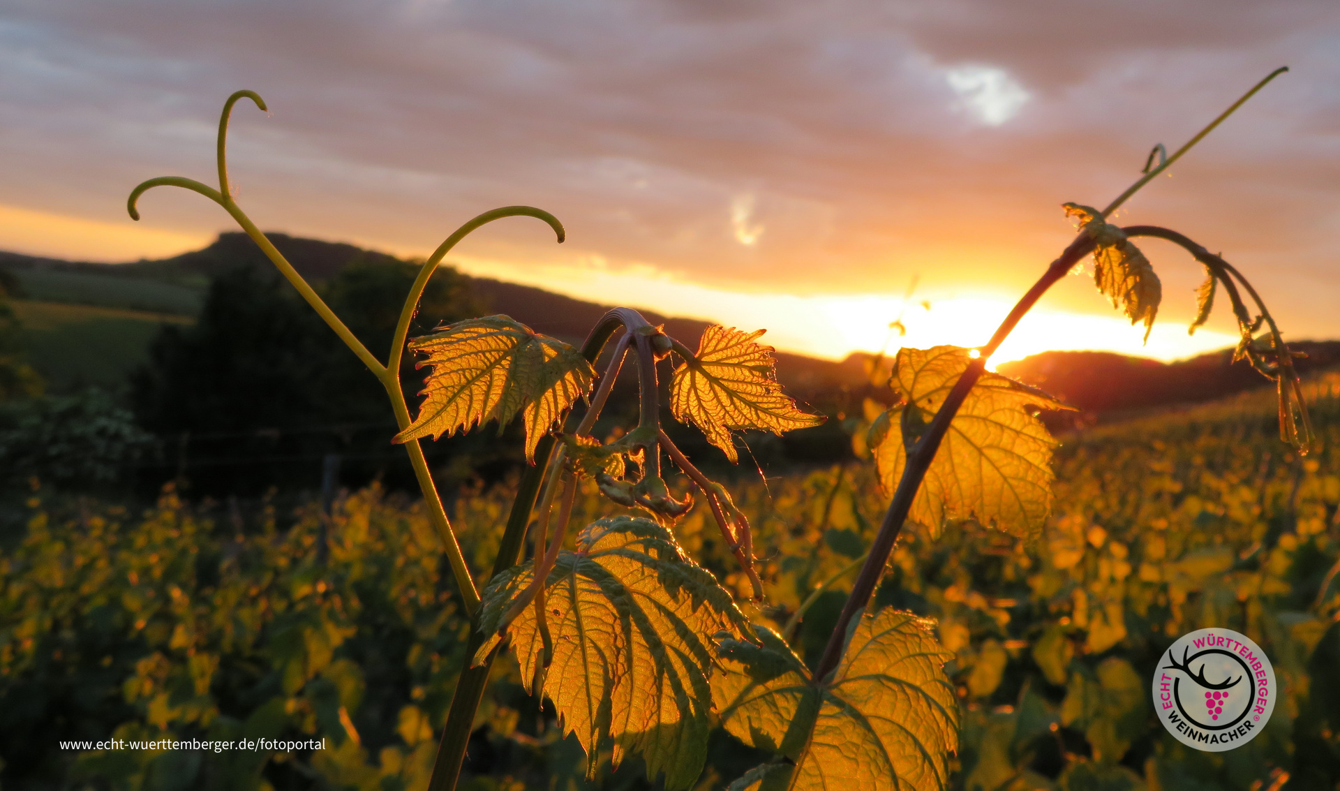  Abendsonne küsst Weinblatt