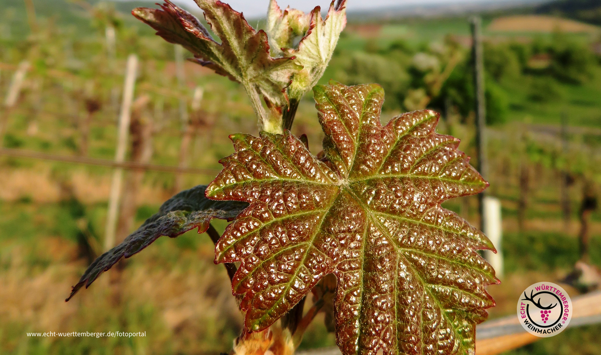 Weinlaub im April 