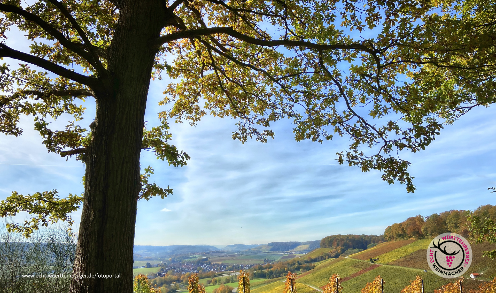 Weinberge, die aus dem "Rahmen fallen"