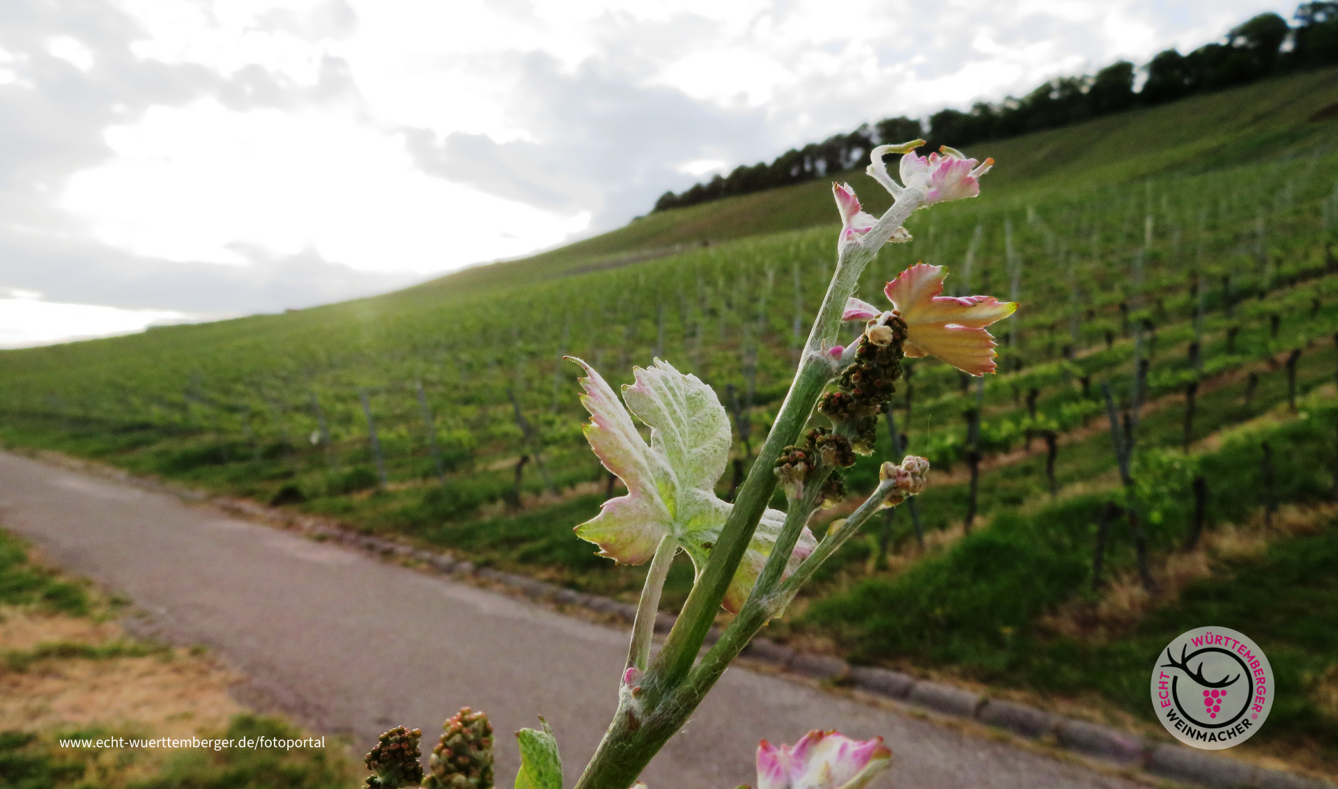 Weinblüte am Abend