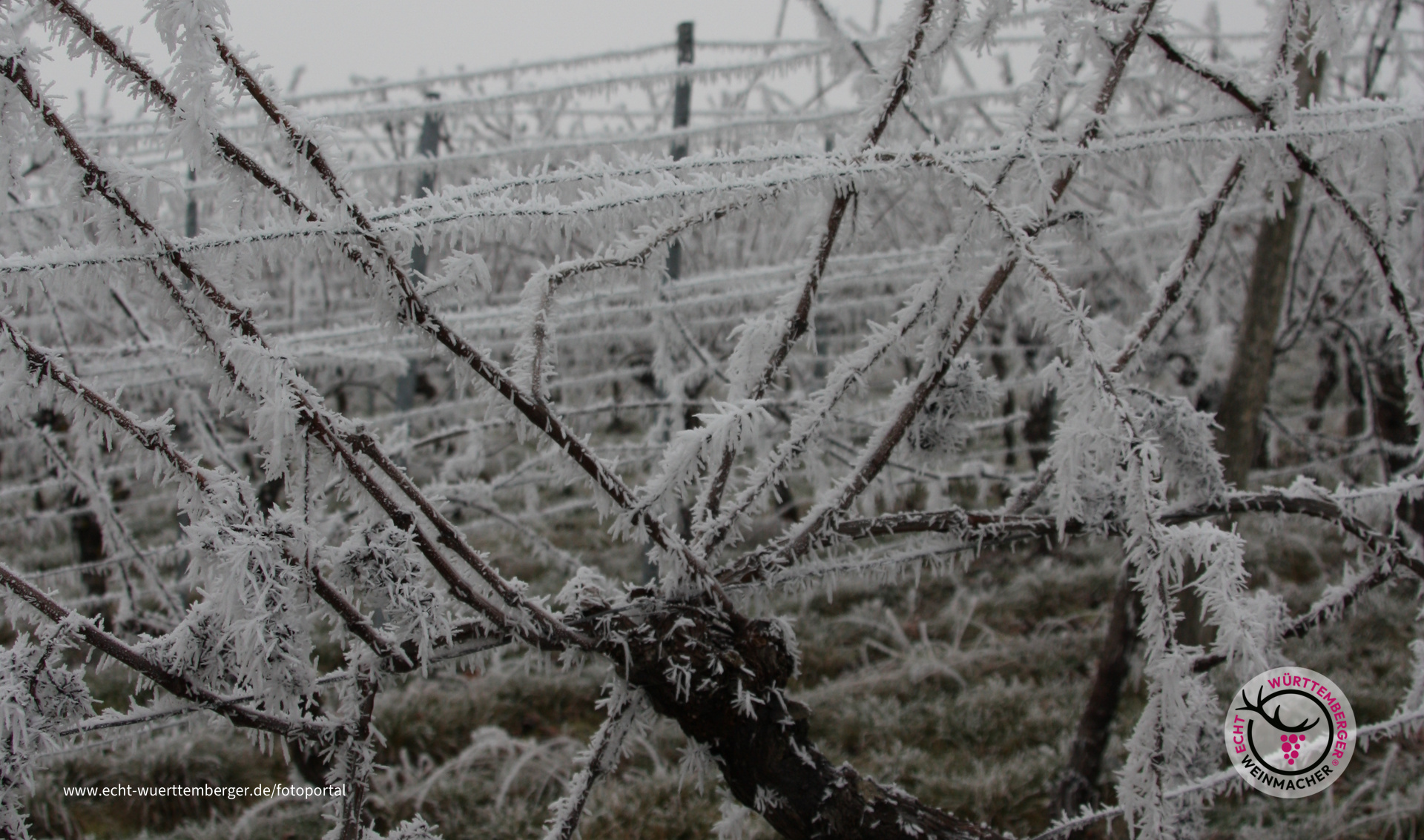 Weinberge im Winterfrost
