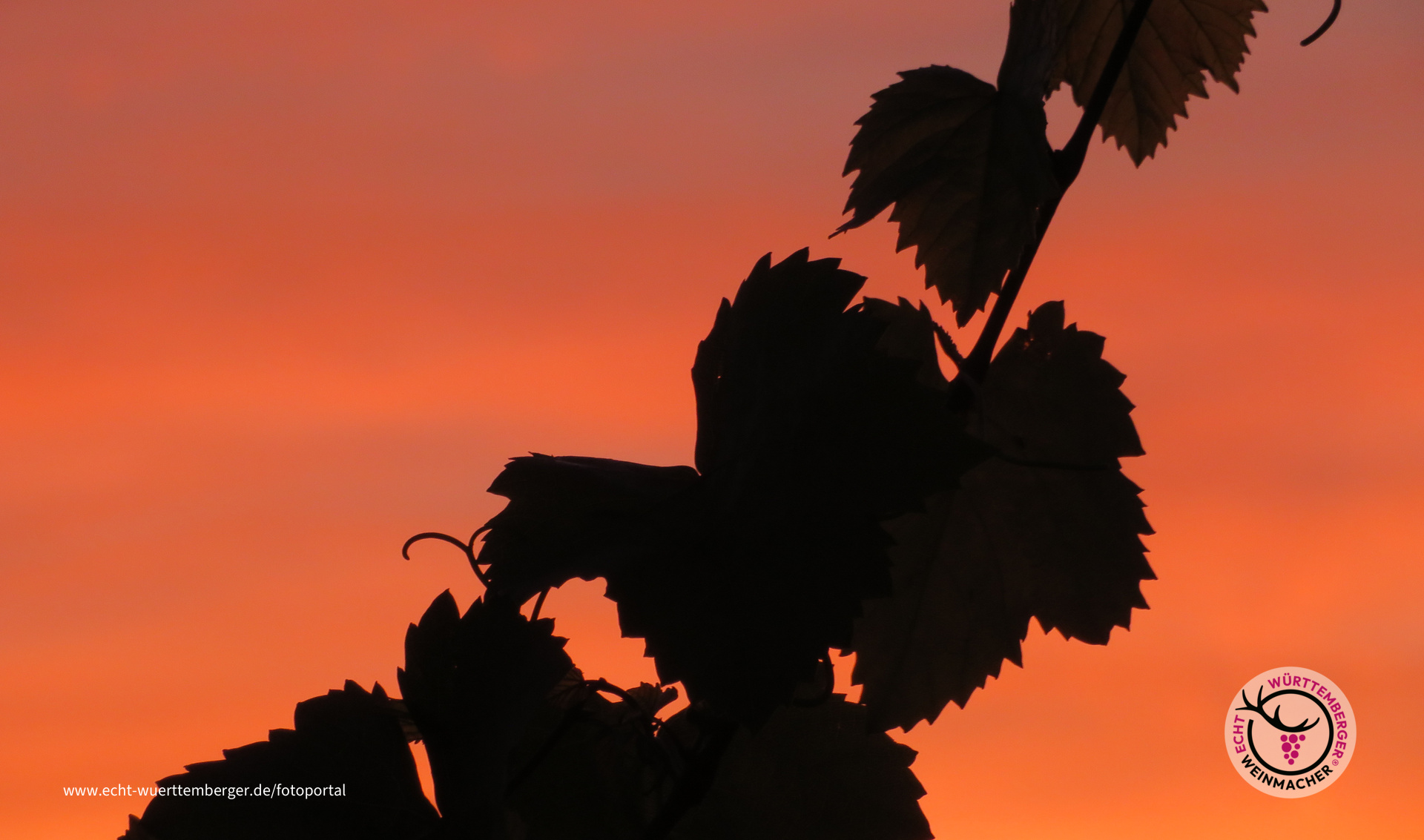Weinstock im Abendlicht