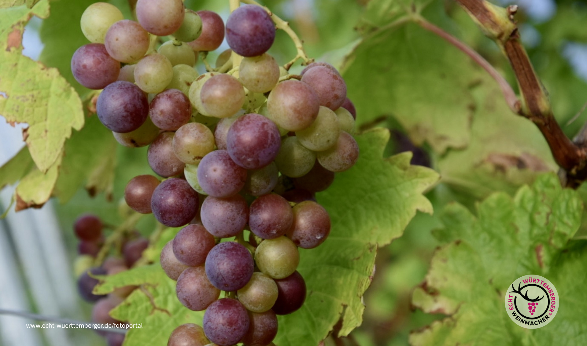 Die Trauben verfärben sich 