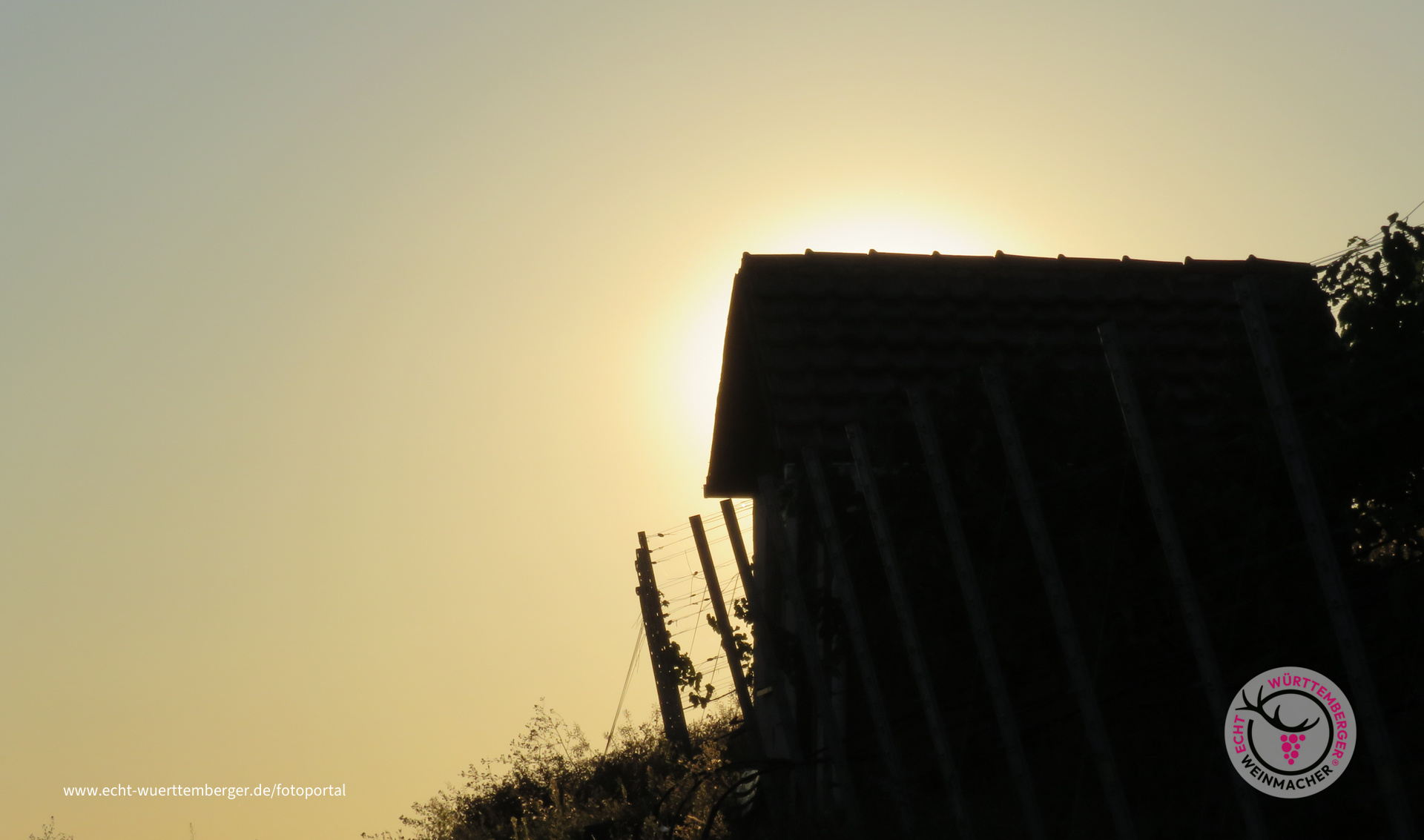 Weinberg mit Häusle im Abendlicht