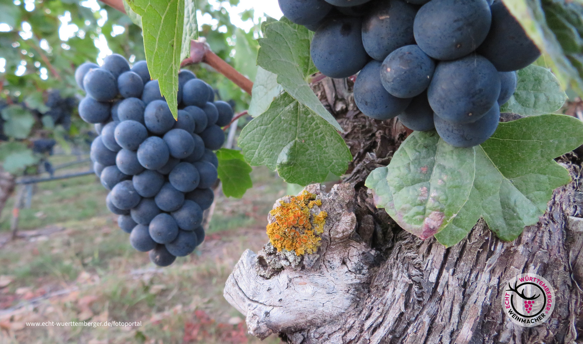 Trauben im September 