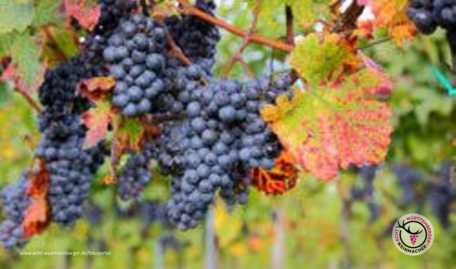 Wein Weib und Gesang