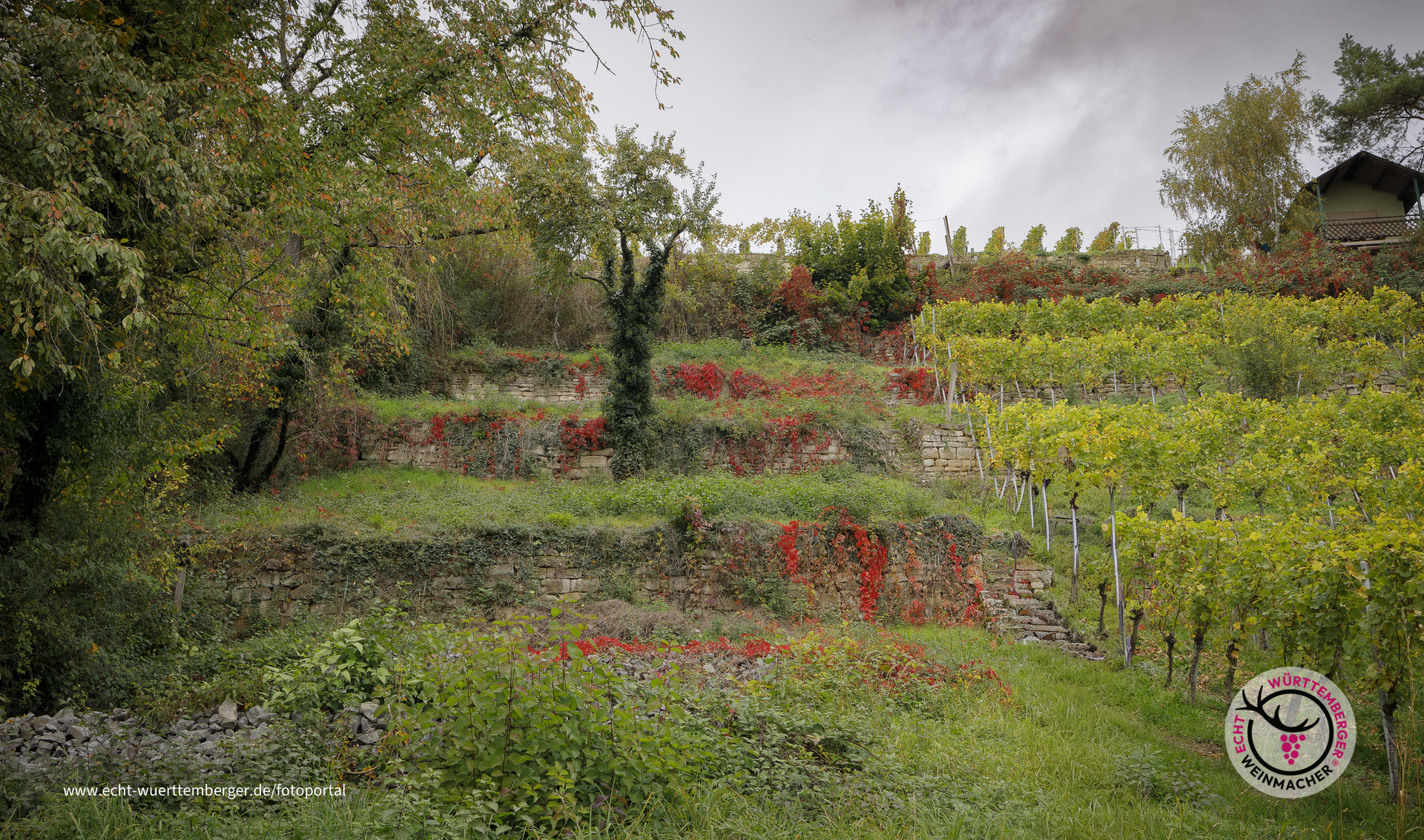 Verfallener Weinberg