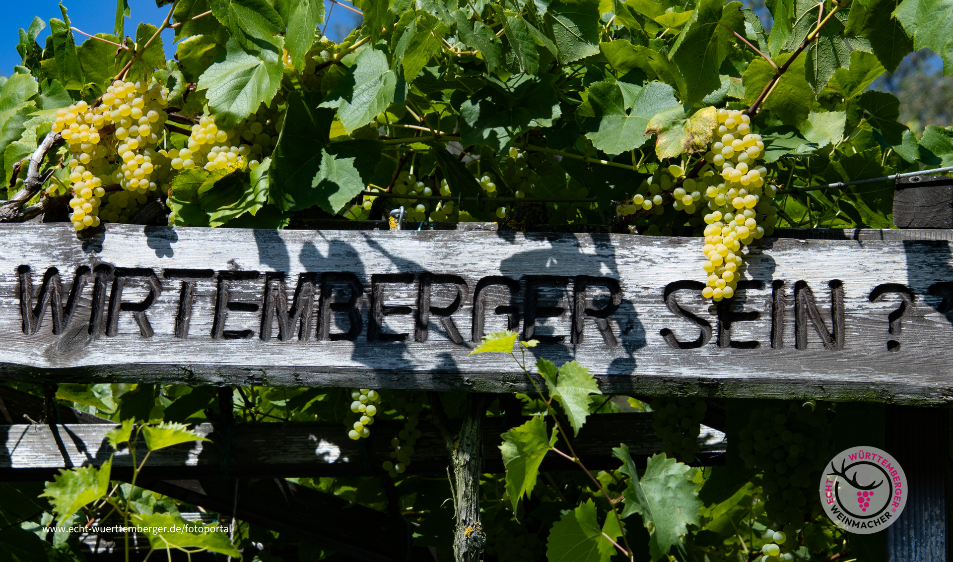 Kenner trinken Würrtemberger