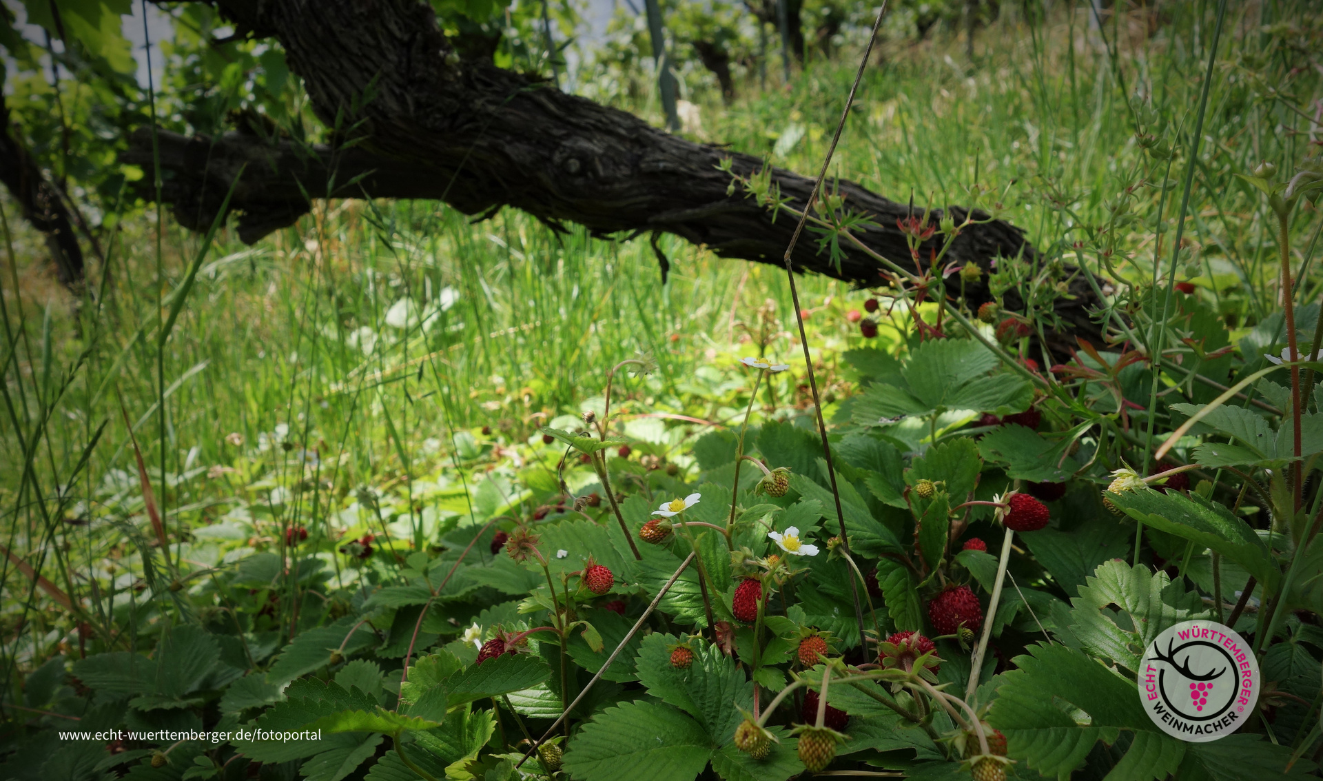 Lecker Erdbeeren