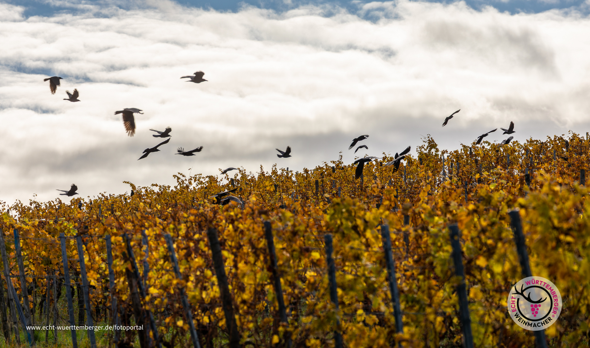 Krähenschwarm im Weinberg