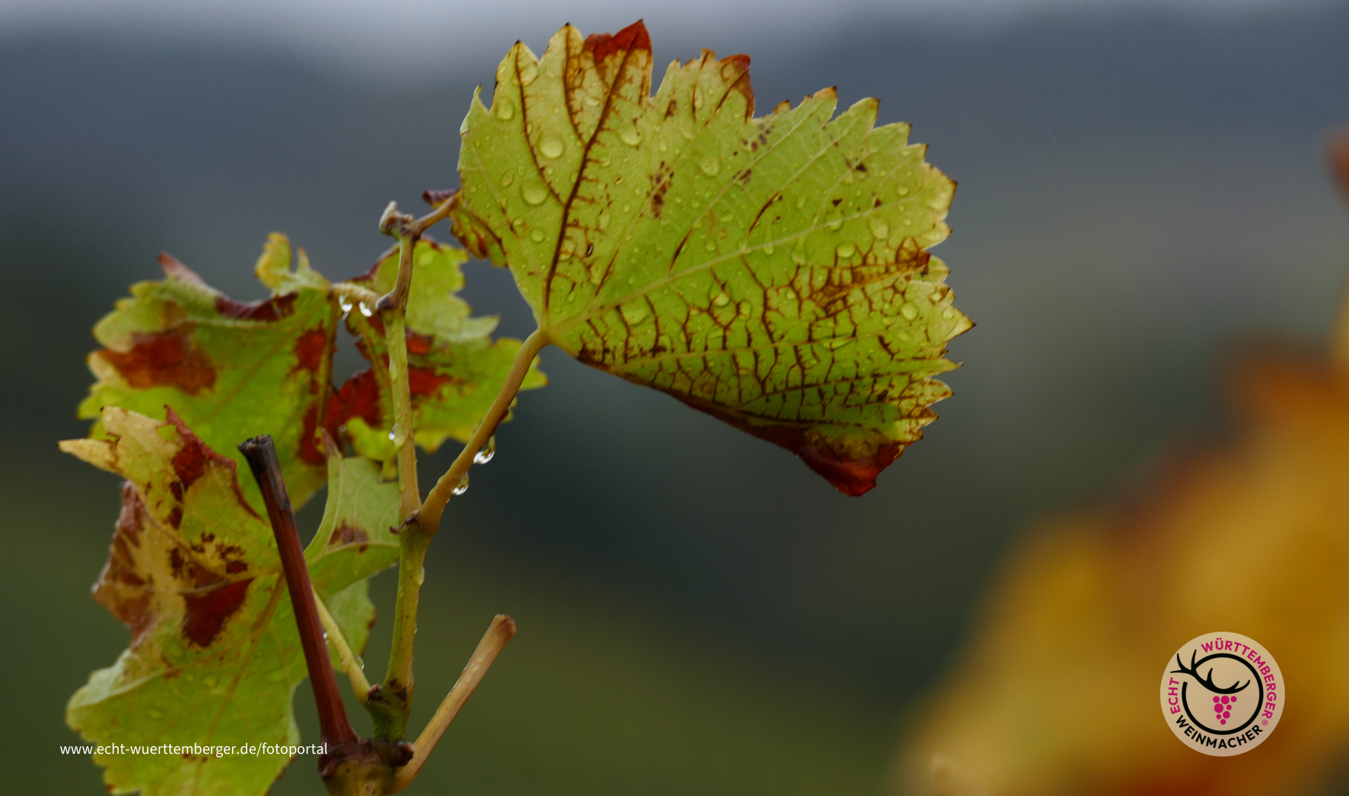 Herbstlaub