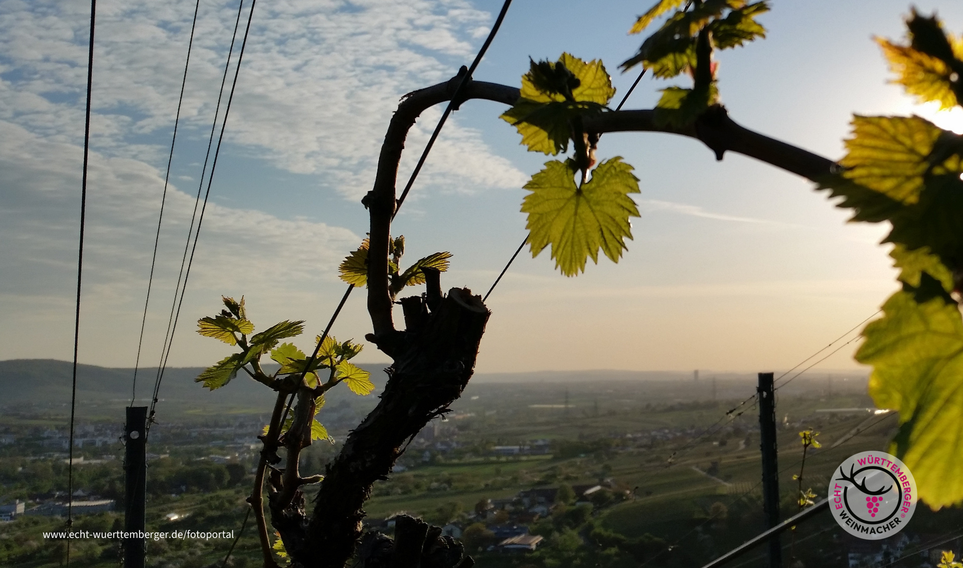 Es grünelt im Wengert!