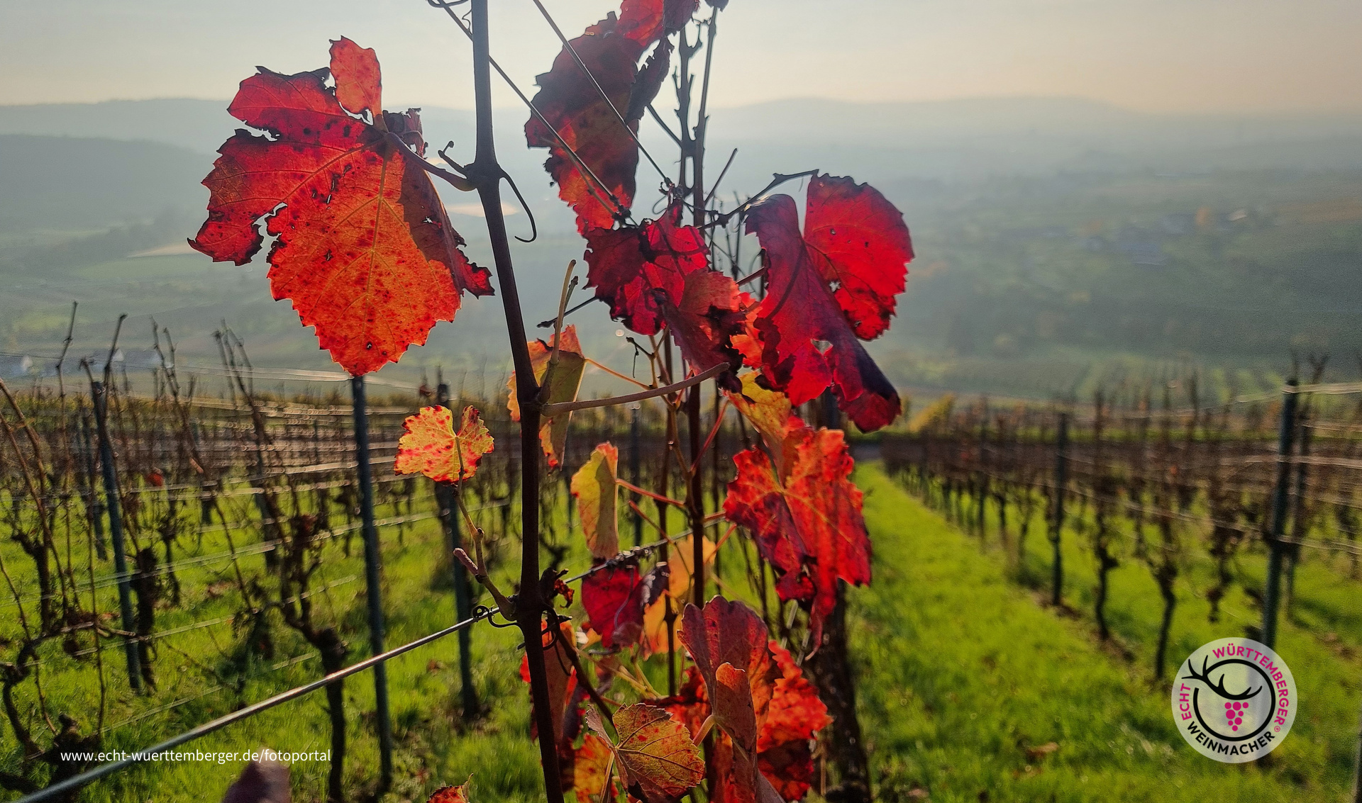 Lembergerlaub leuchtet.