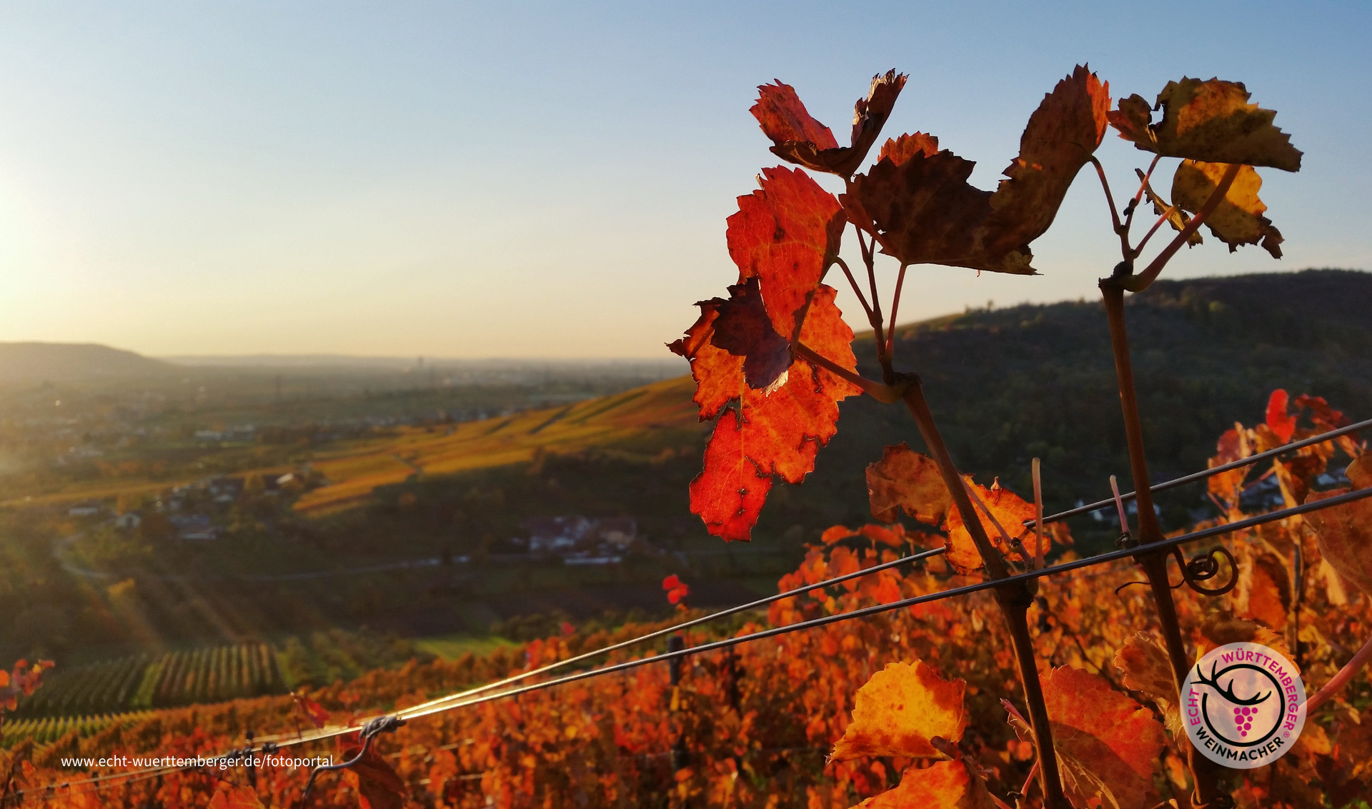 Lembergerlaub im Spätherbst