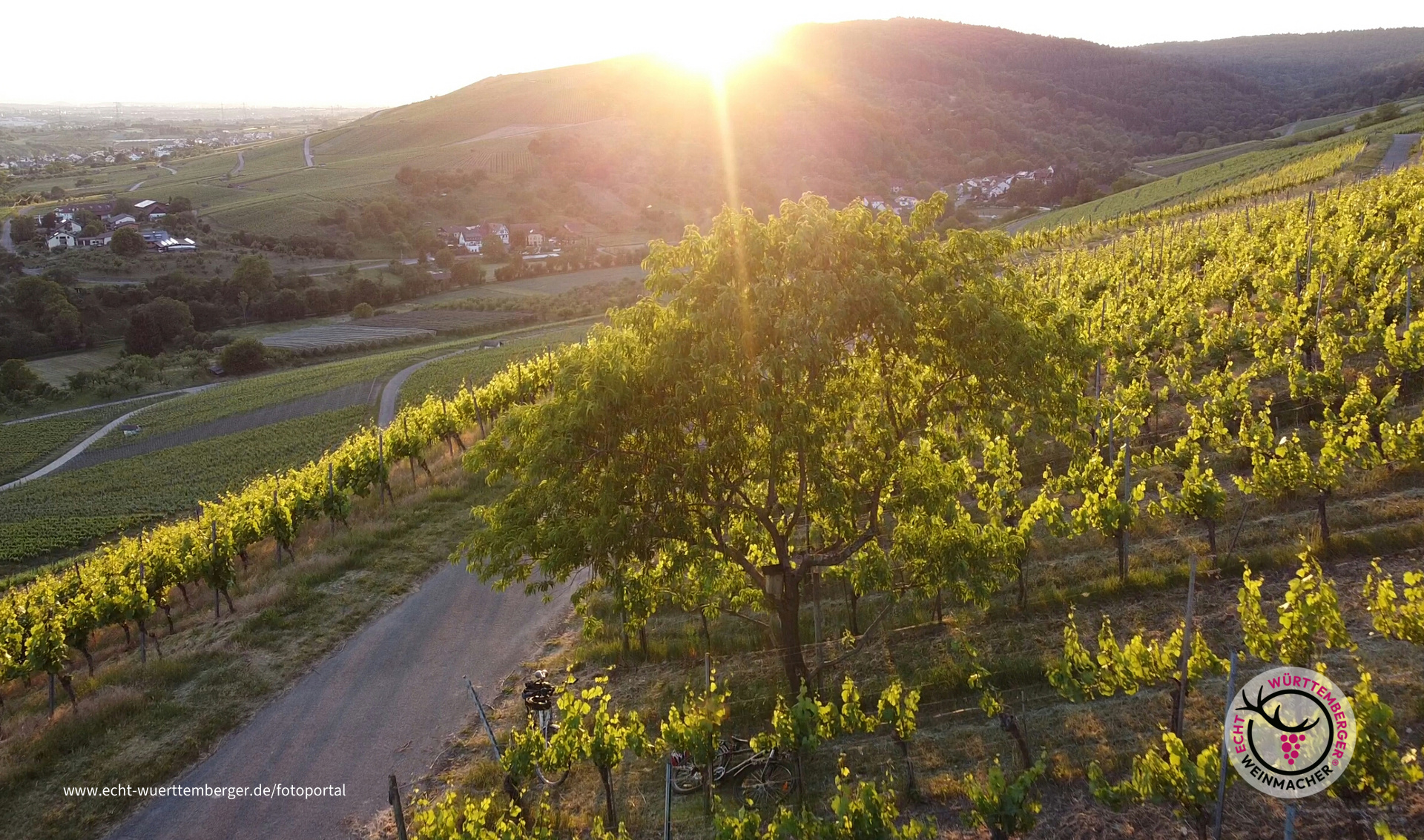 Mandelbäumle im Wengert
