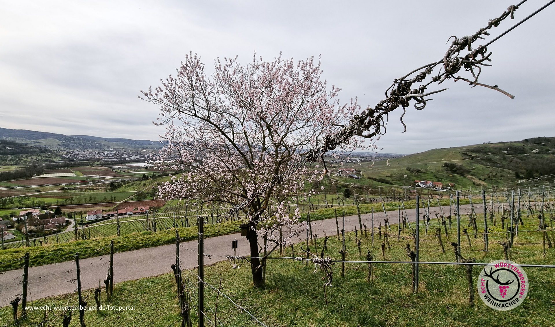 Mandelblüte
