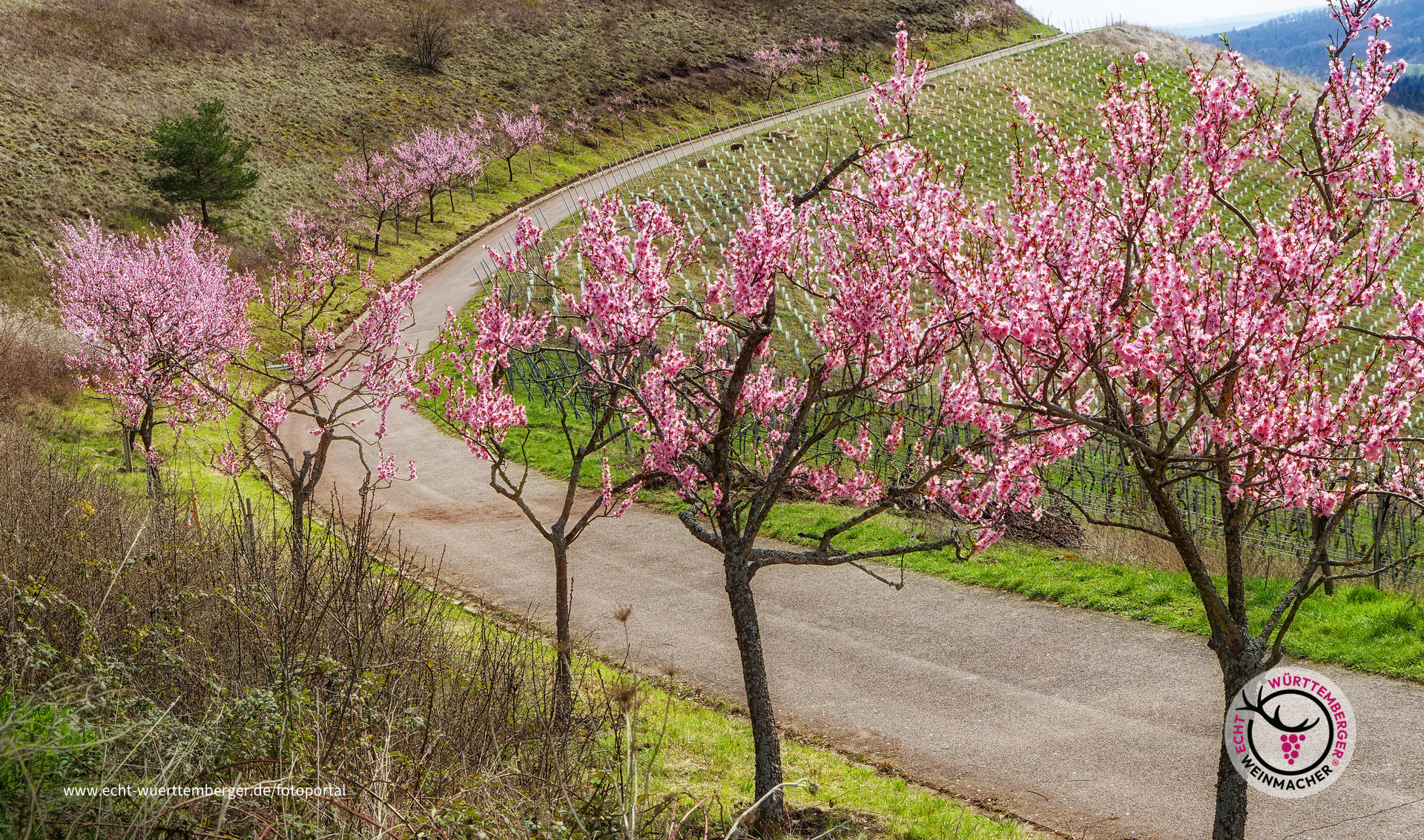 Mandelblüte in den Weinbergen