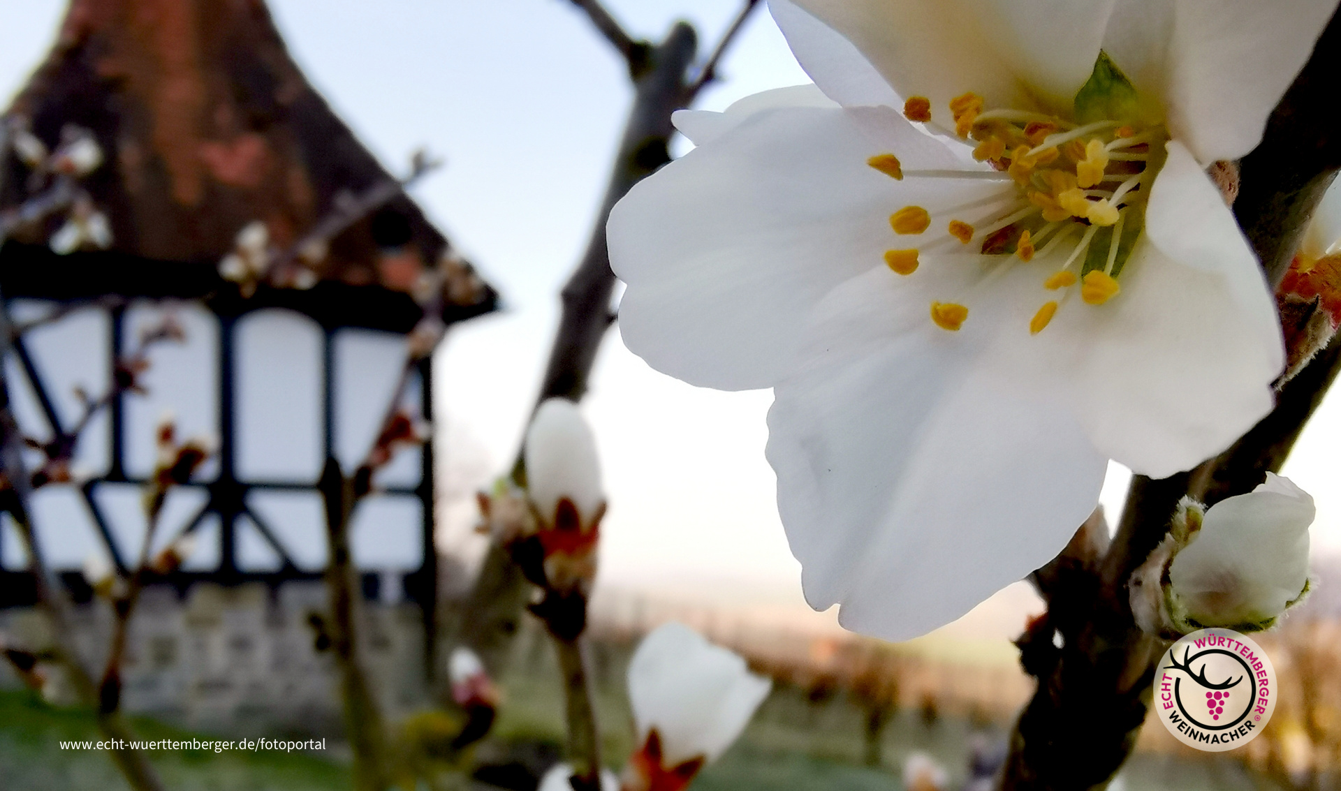 Mandelblüte am Harzberg