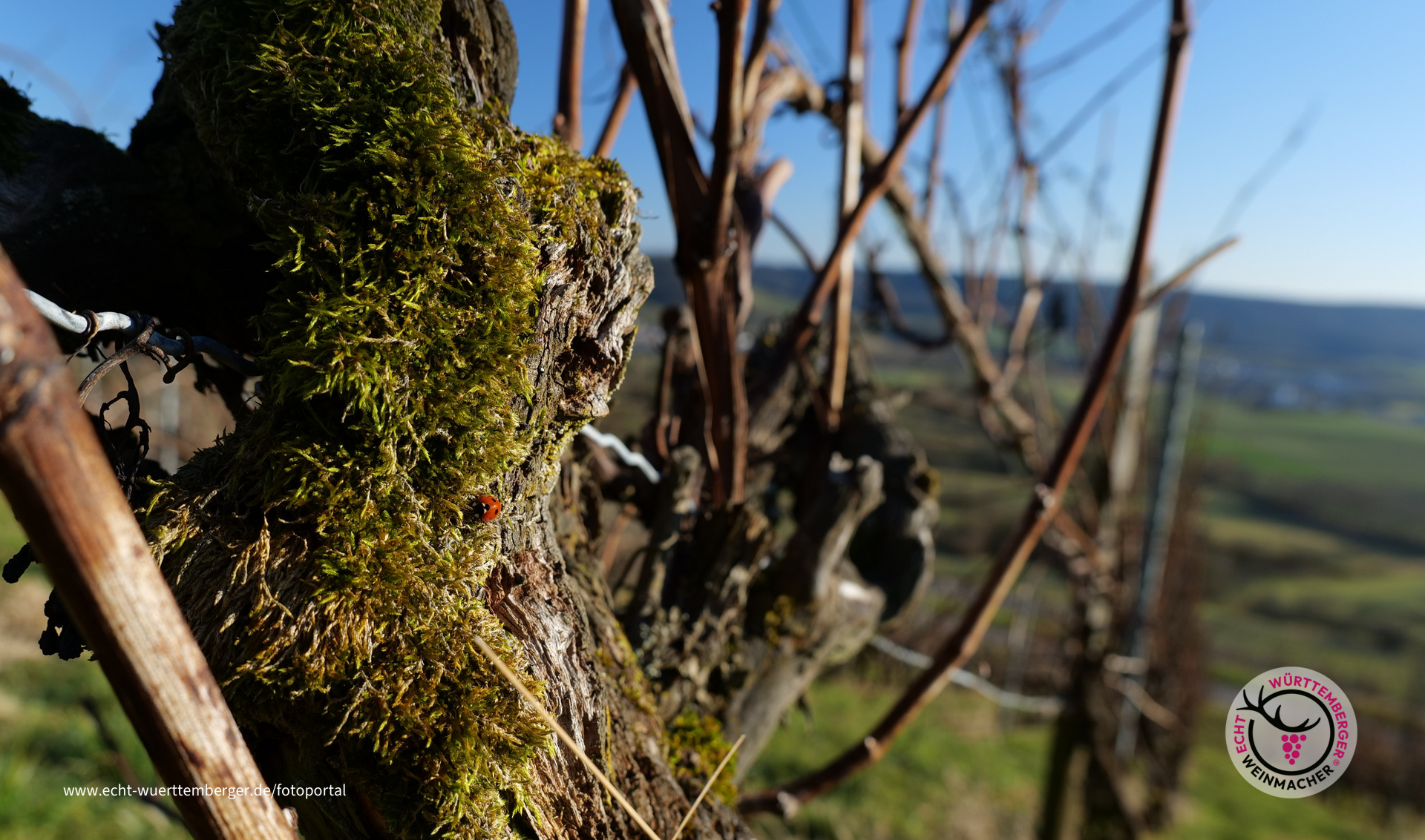 Marienkäfer beim Sonnen
