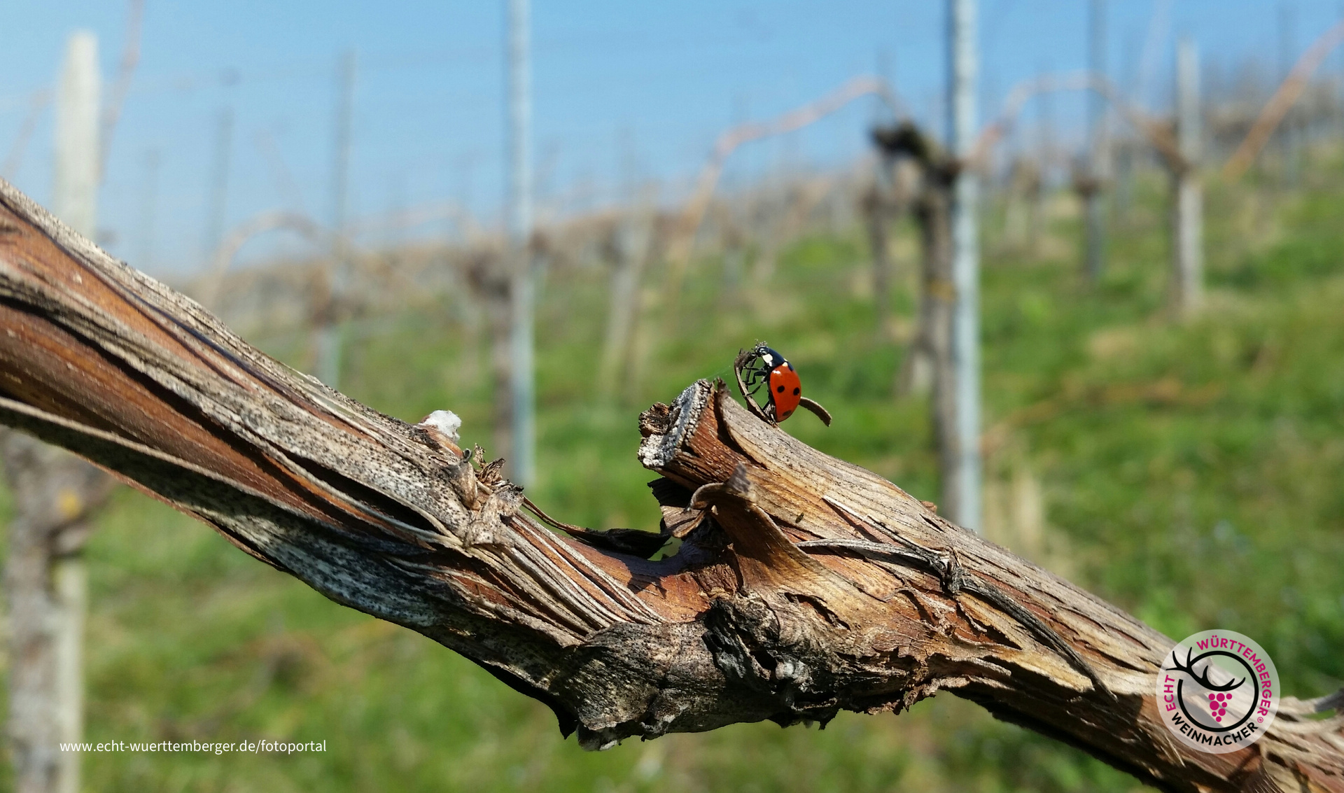 Frühling im Wengert