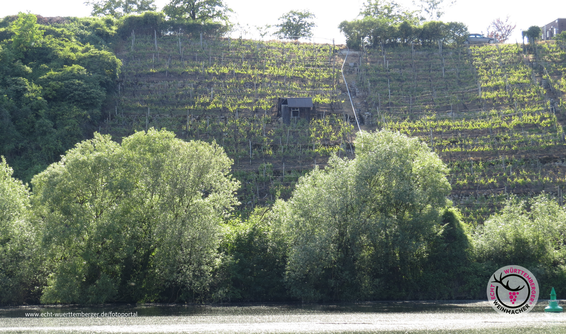 Neckarweinberge