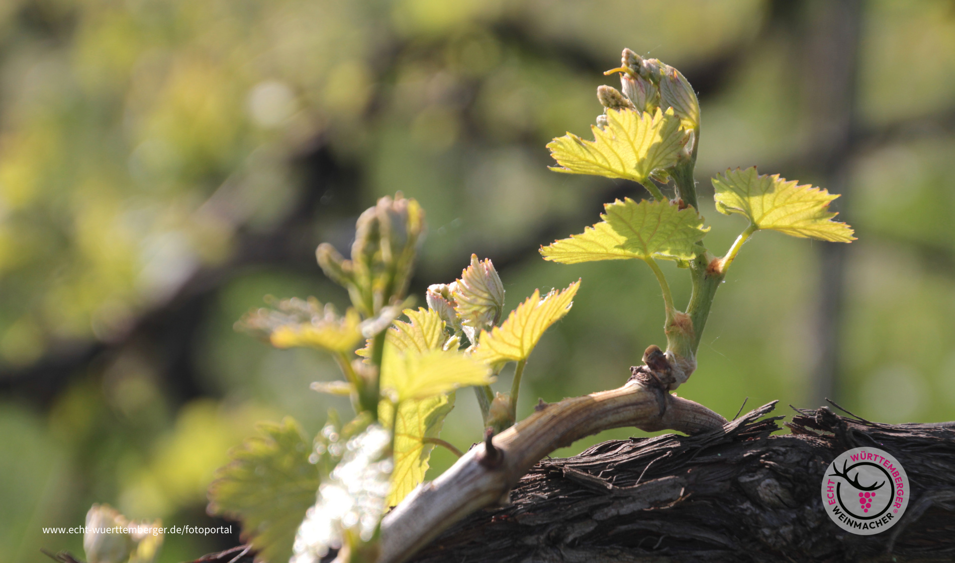 Ein neuer Jahrgang wächst heran