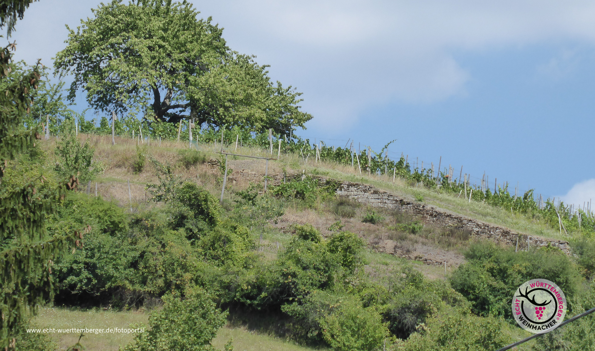 Weinberg oberhalb von Hohenklingen