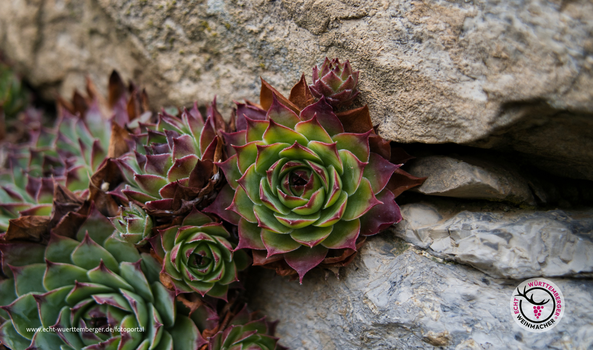 Farbenbracht auch im Winter