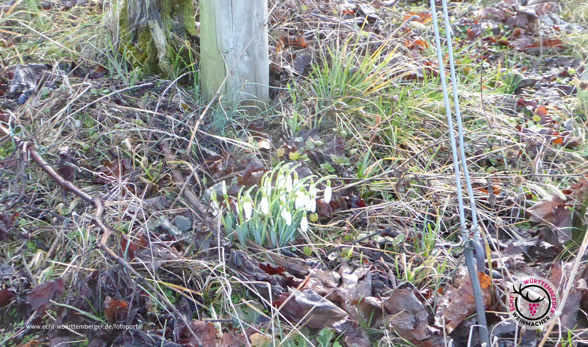 Frühlingserwachen