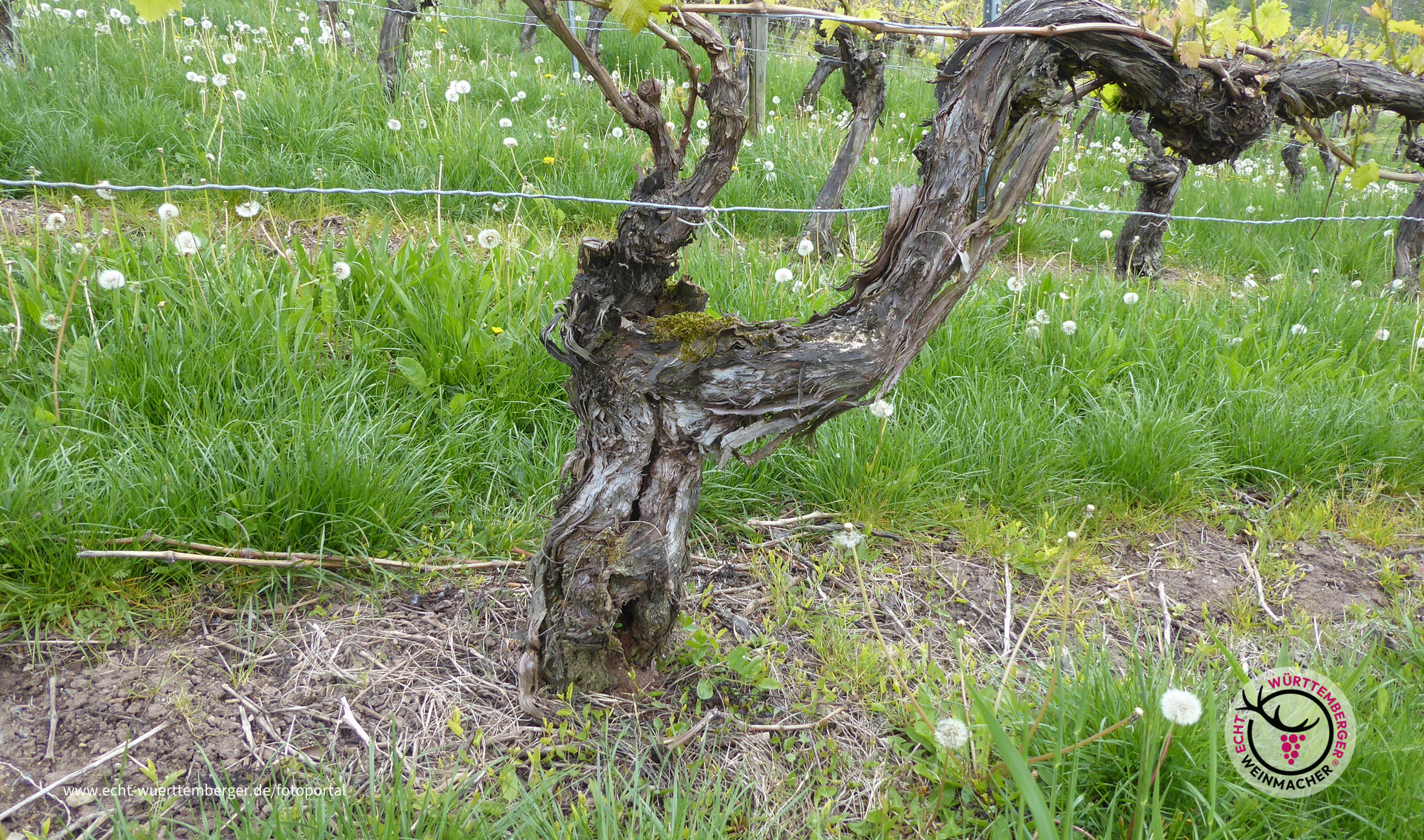 Veteran im Weinberg