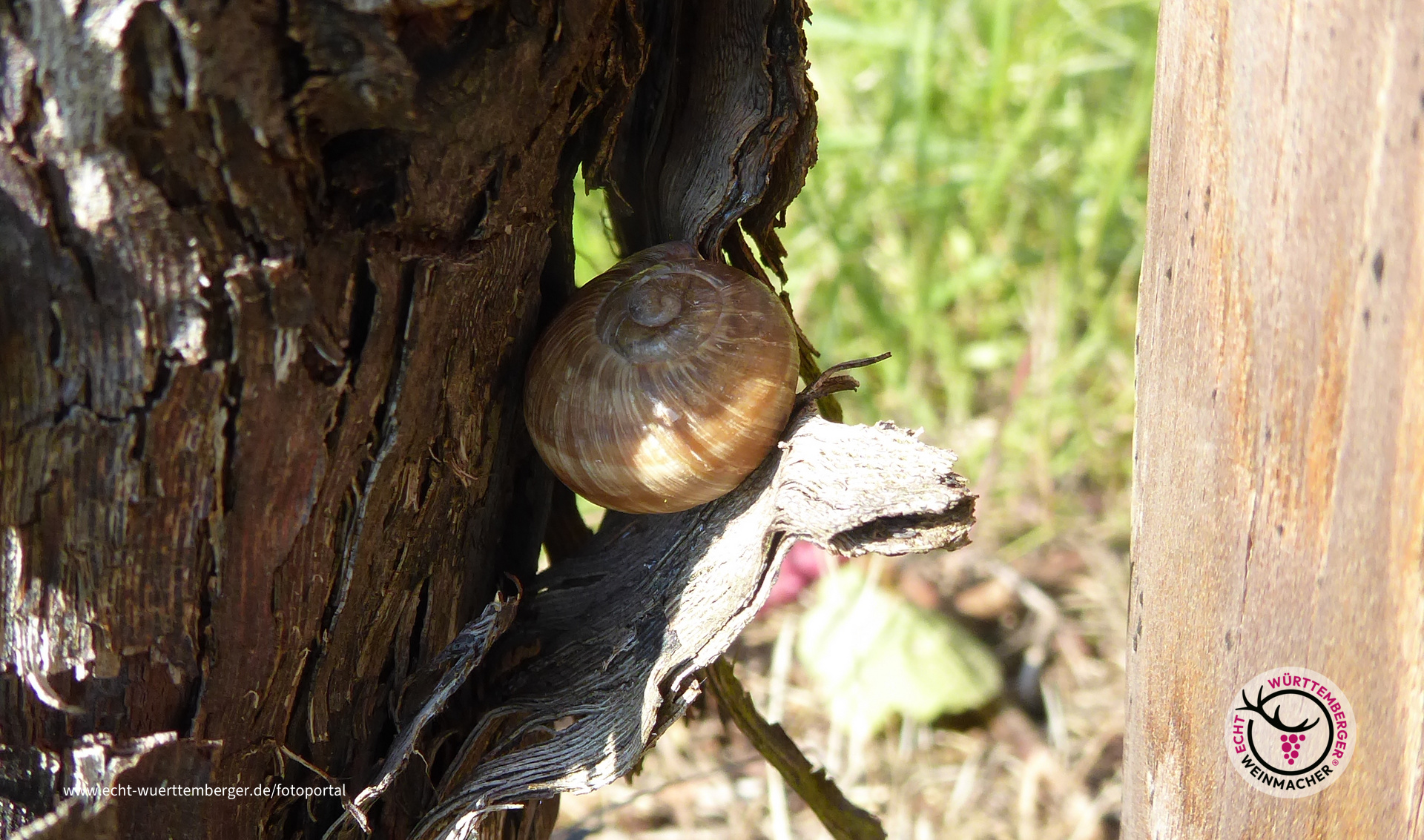 Schattiges Plätzchen