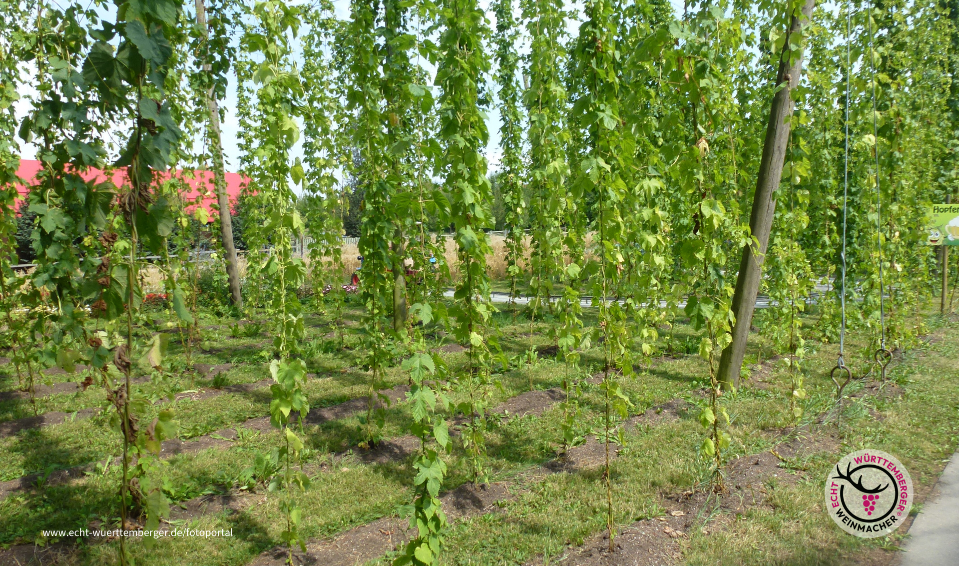 Hopfen