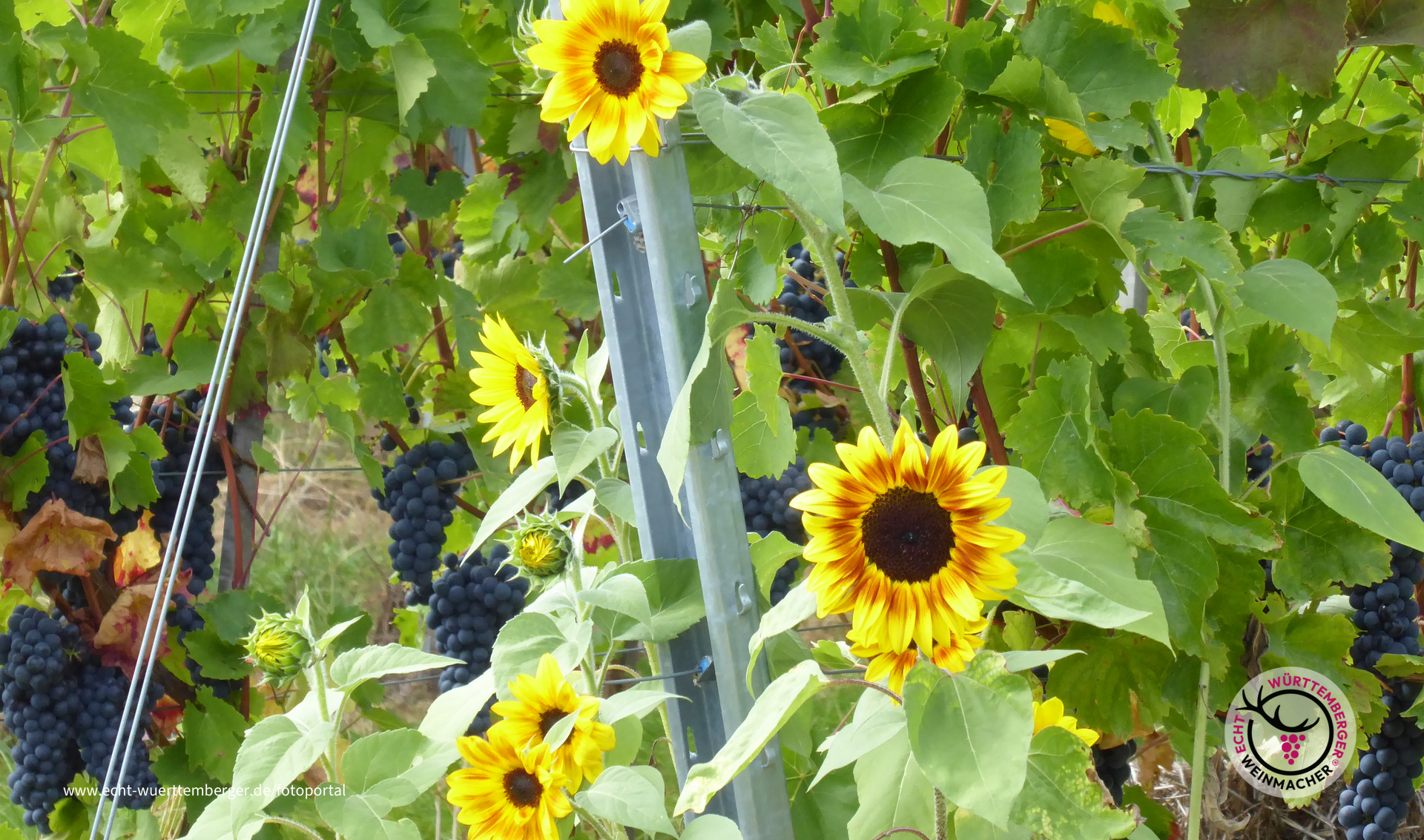 Sonnenanbeter