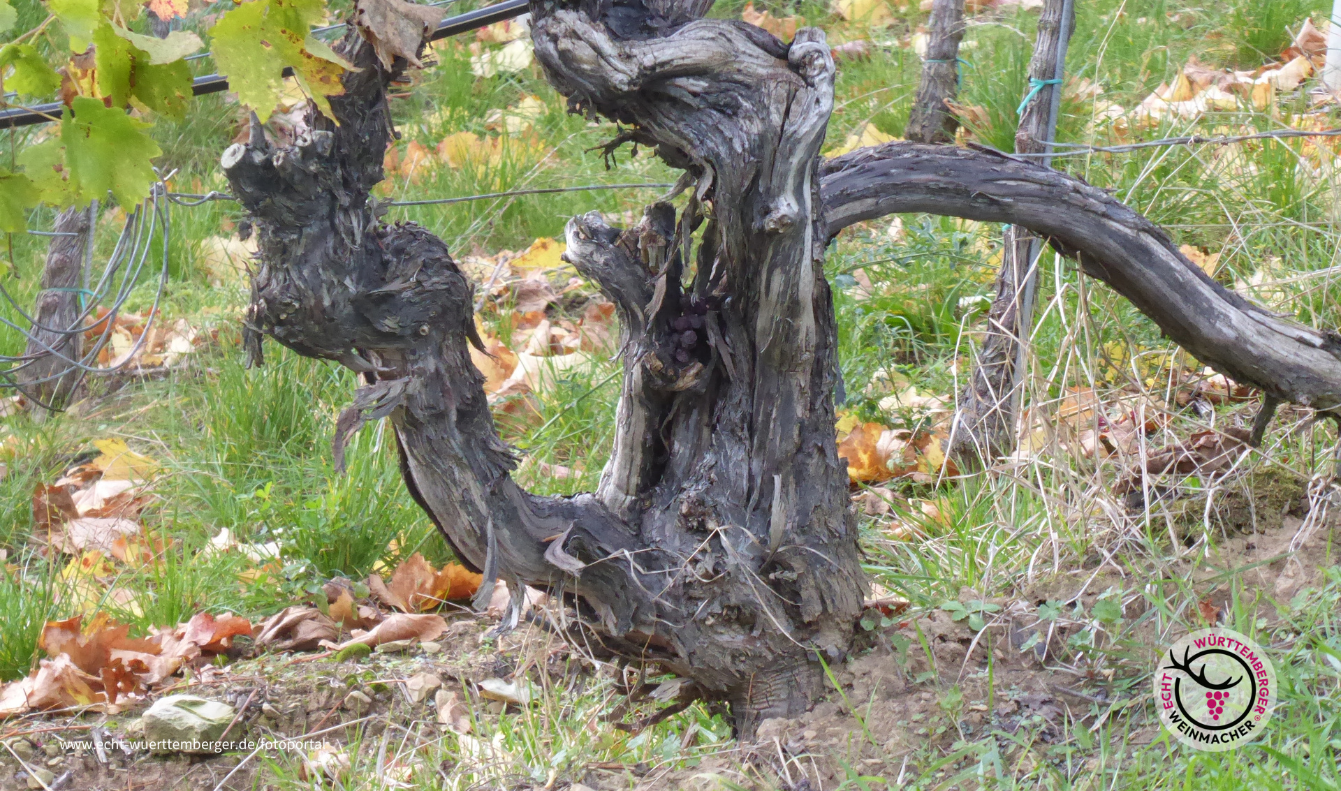 Gefrässiger Rebstock