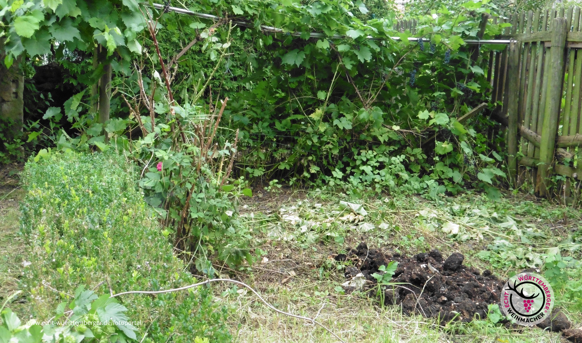 In unserem Garten