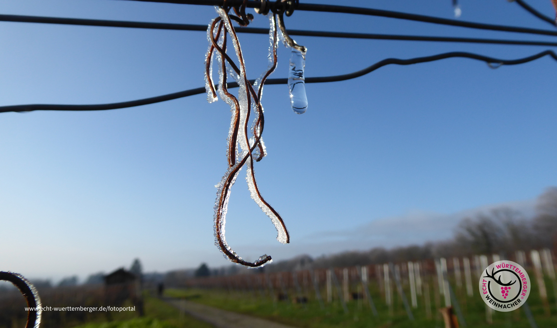 Vergängliche Schönheit