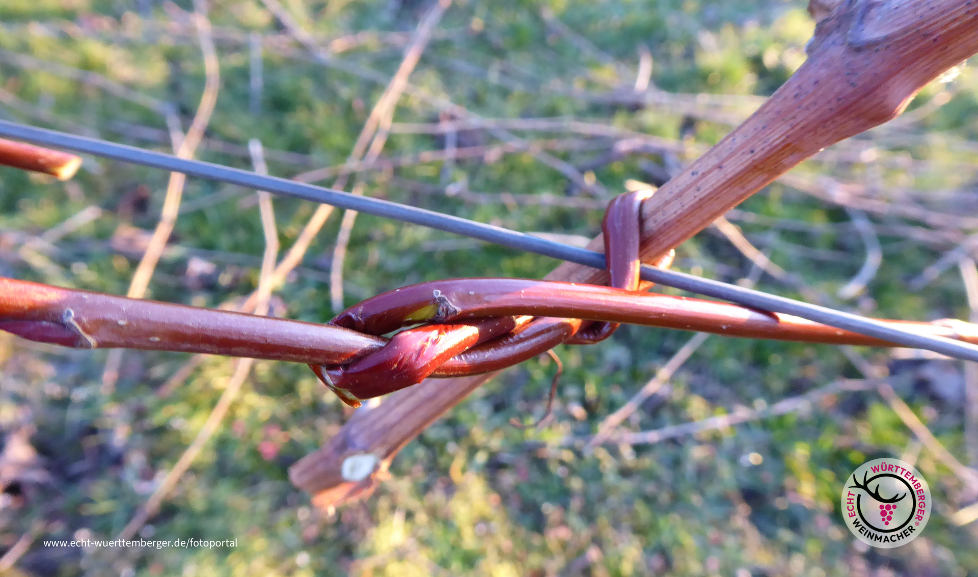 Weidenknoten