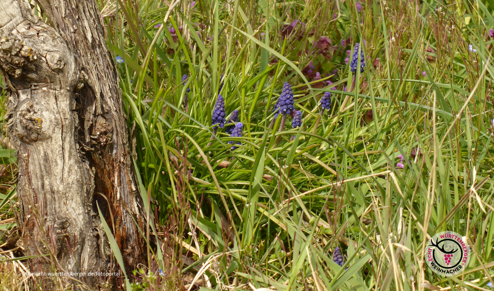 Frühlingsblu