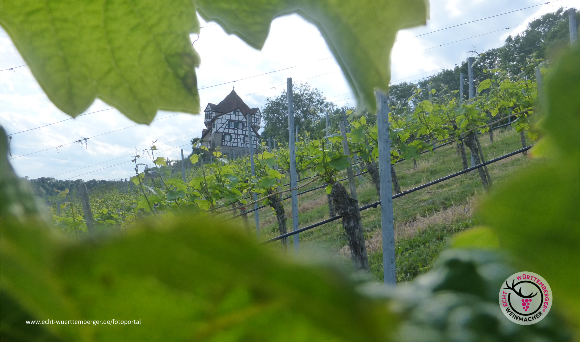 Blick durch die Reben