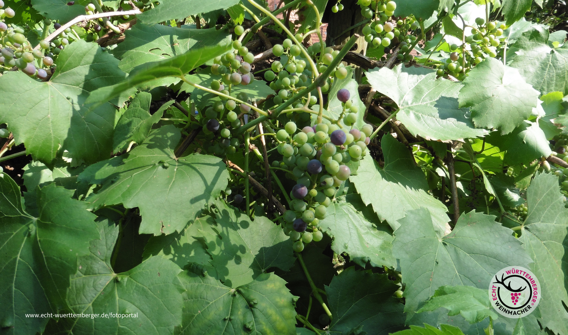 Kleine aber leckere Weintrauben