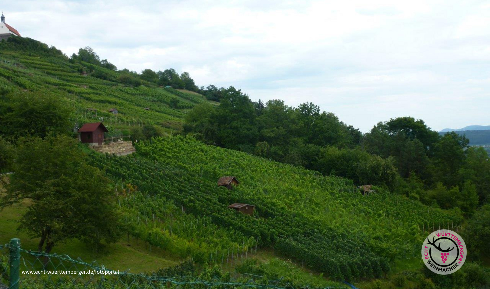 Schöne Weinberge in Umgebung