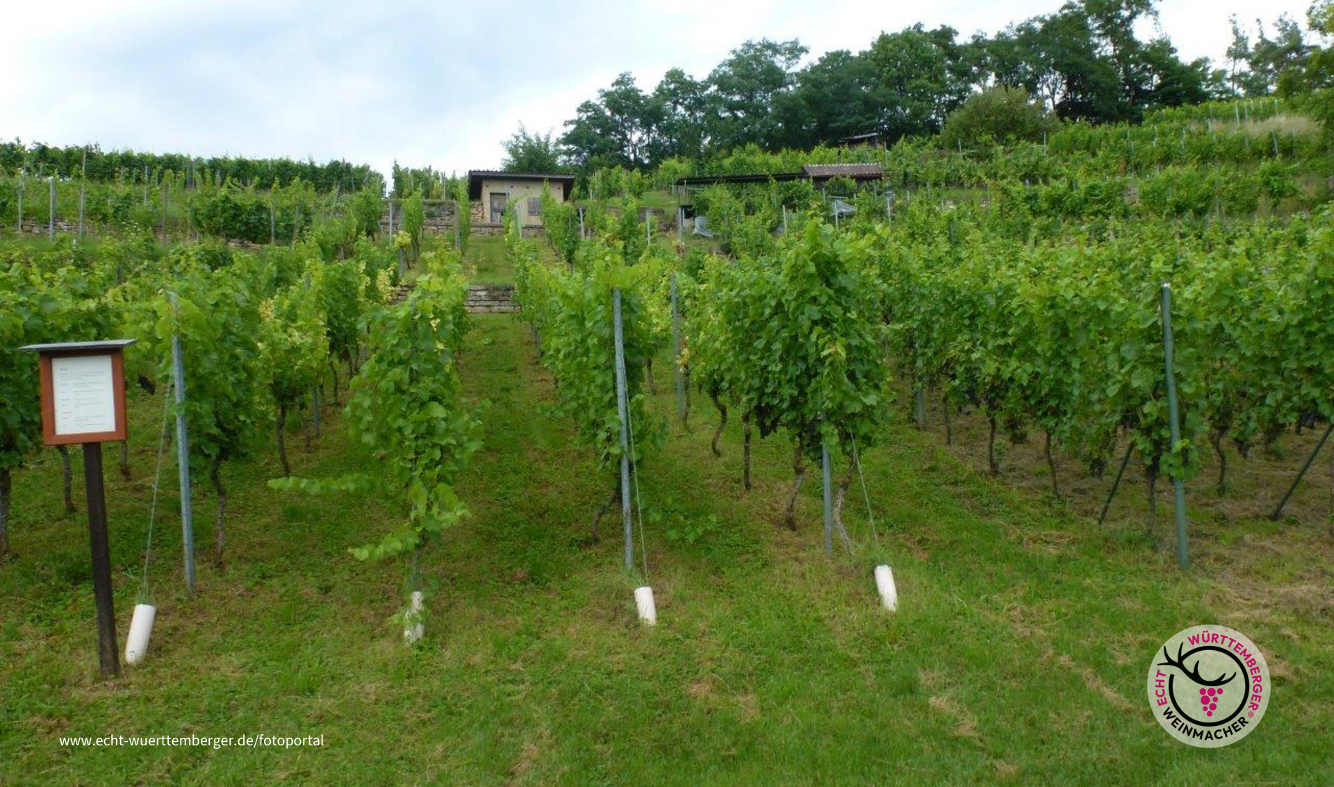 Weinheimat Würrtemberg