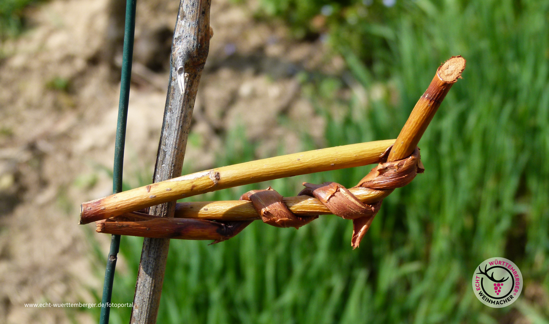 Tradition im Weinberg