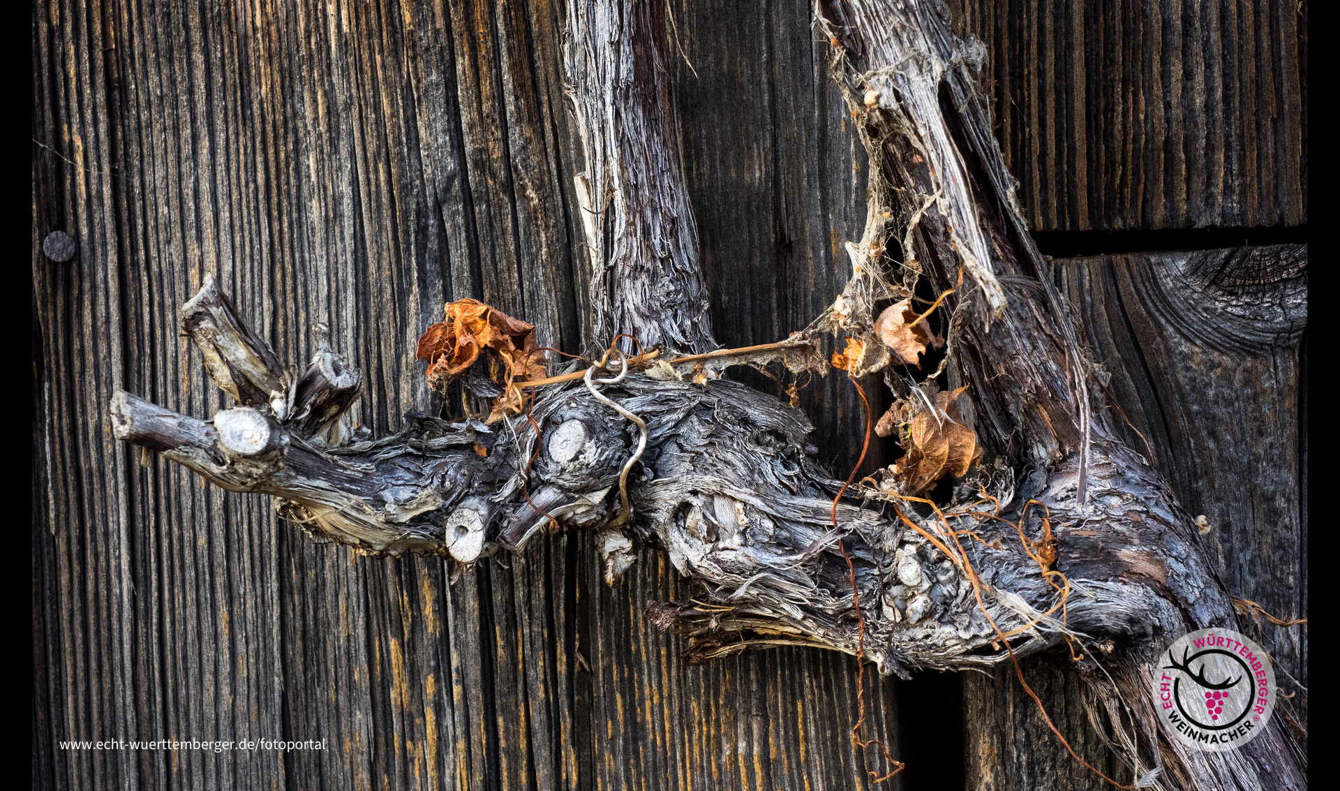 Alles ruhig im Wengert