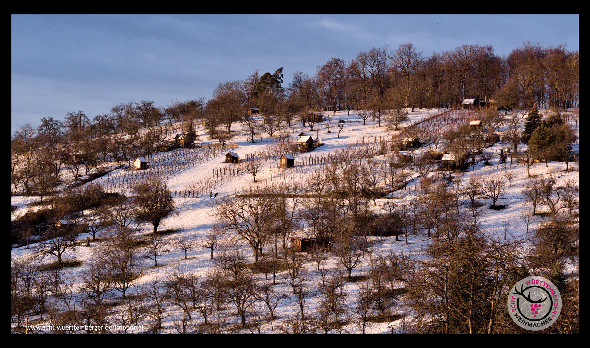 kleiner Weinberg ruht in Weiß
