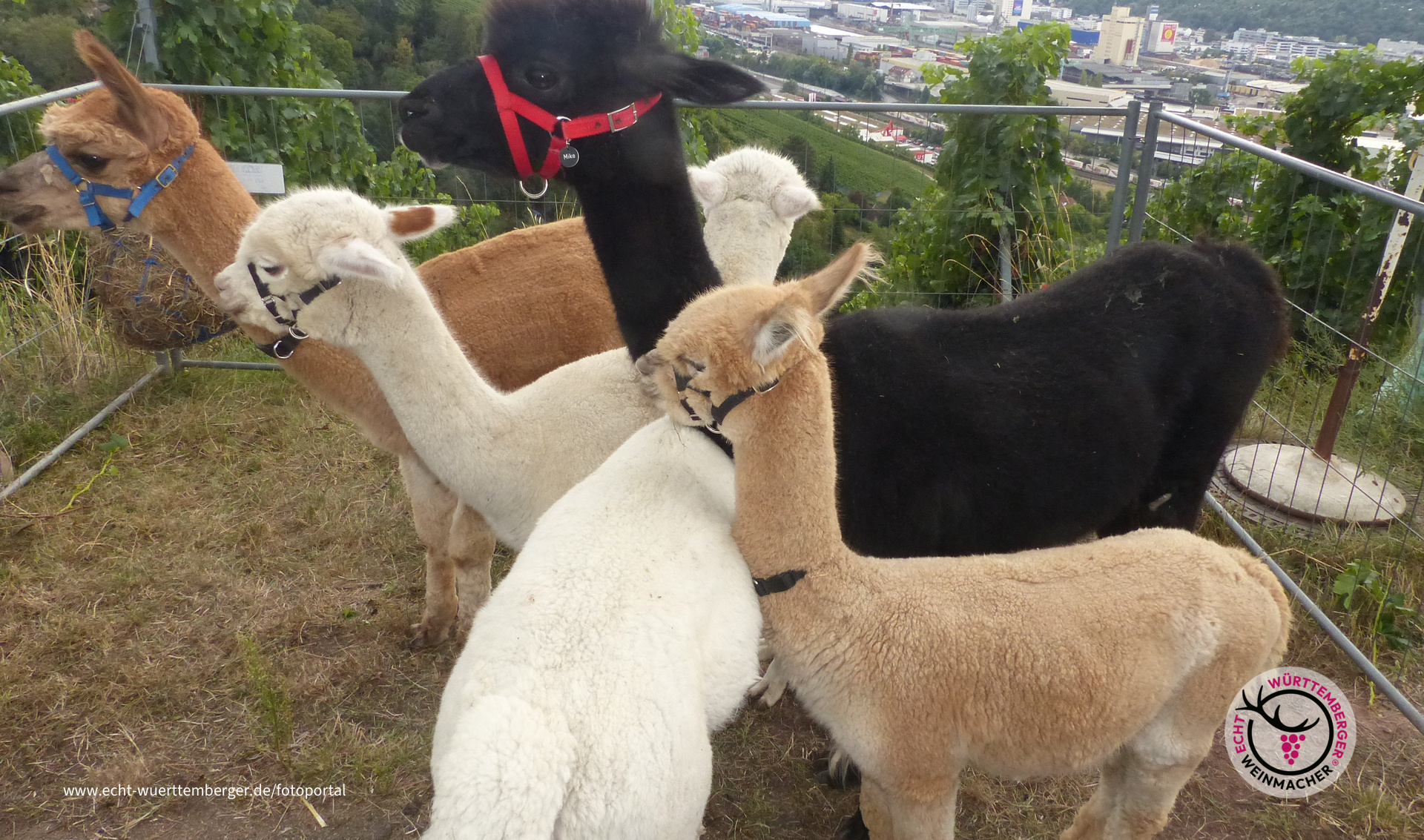 Weinsafari 2016 in Stuttgart