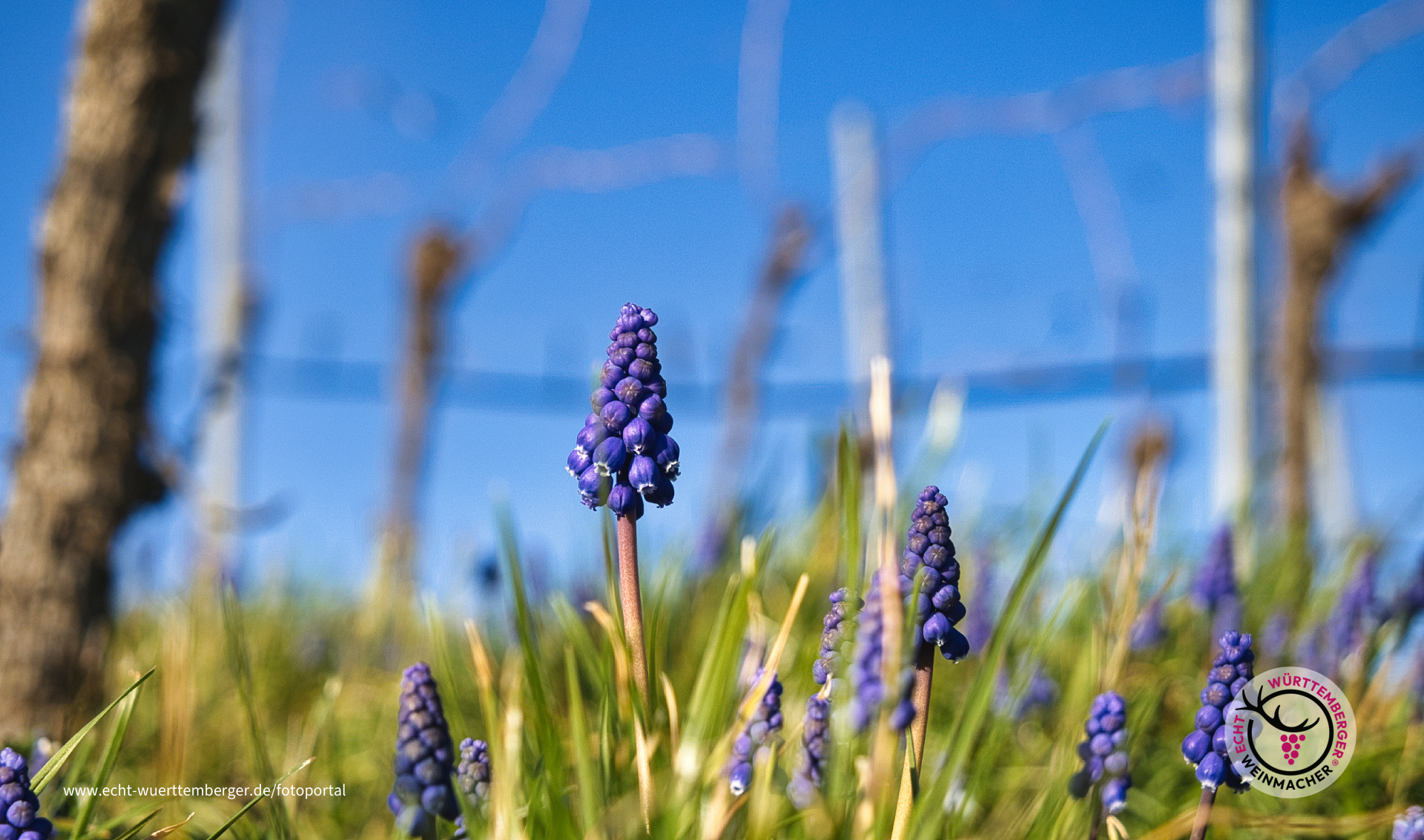 Erstes Blau im Weinberg