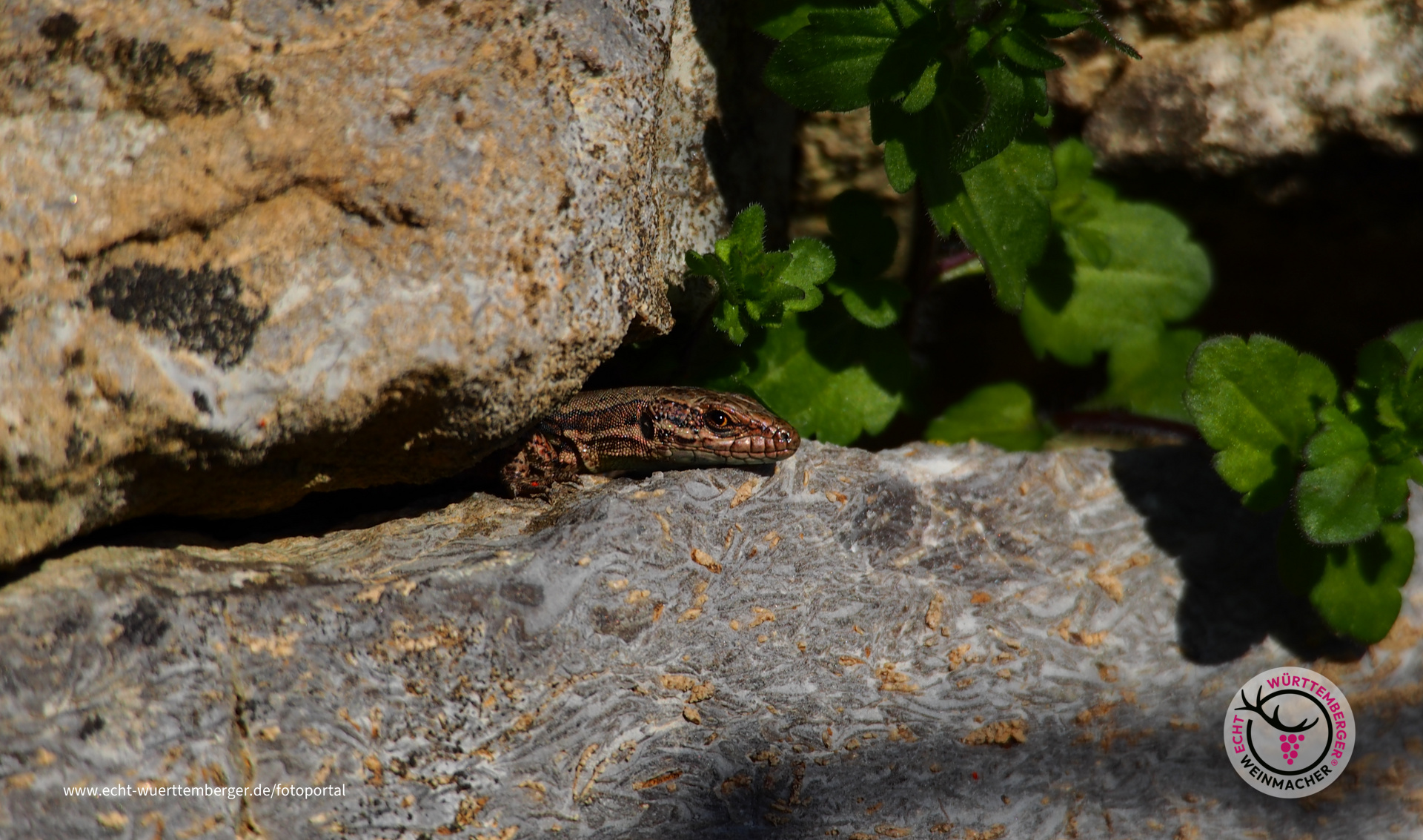 Sonnenbaden in der Weinbergmauer