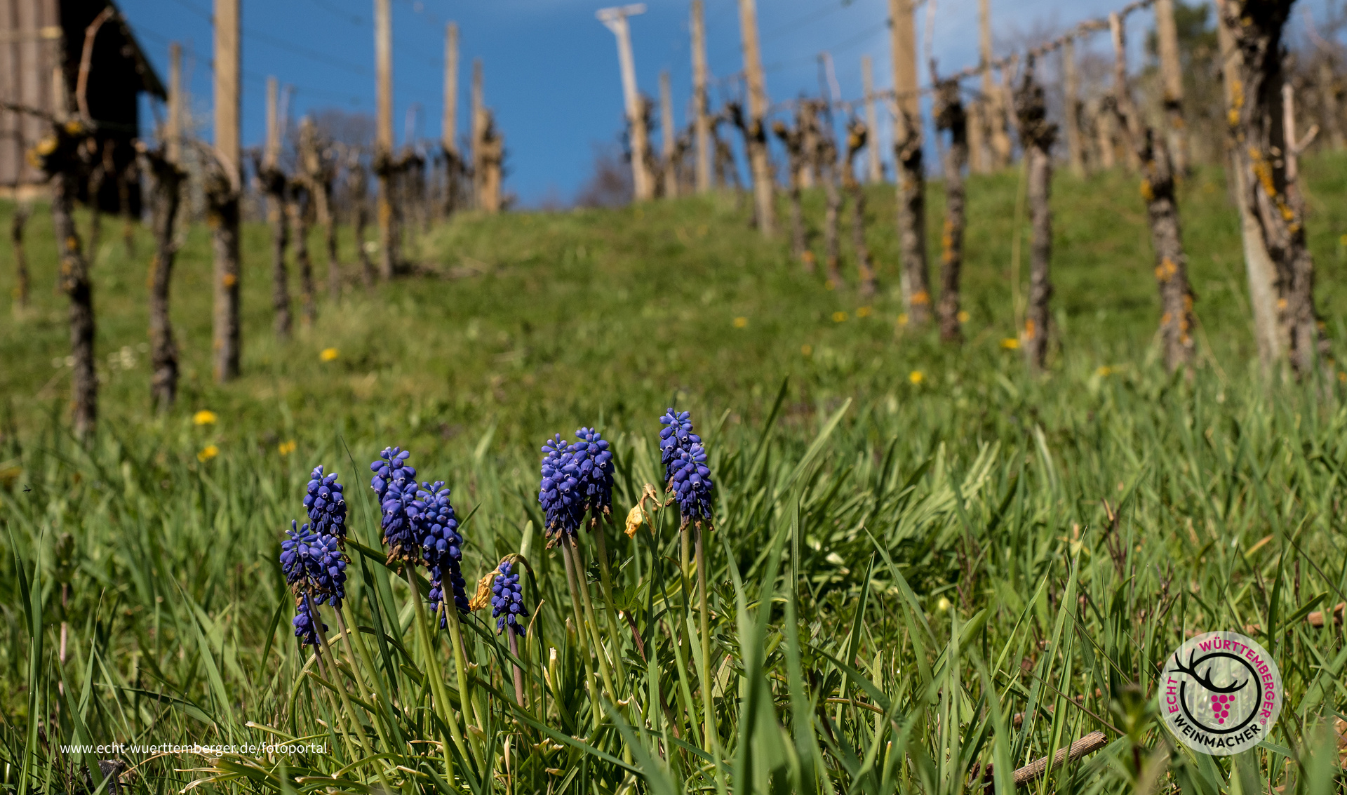 Krokus im Weinberg